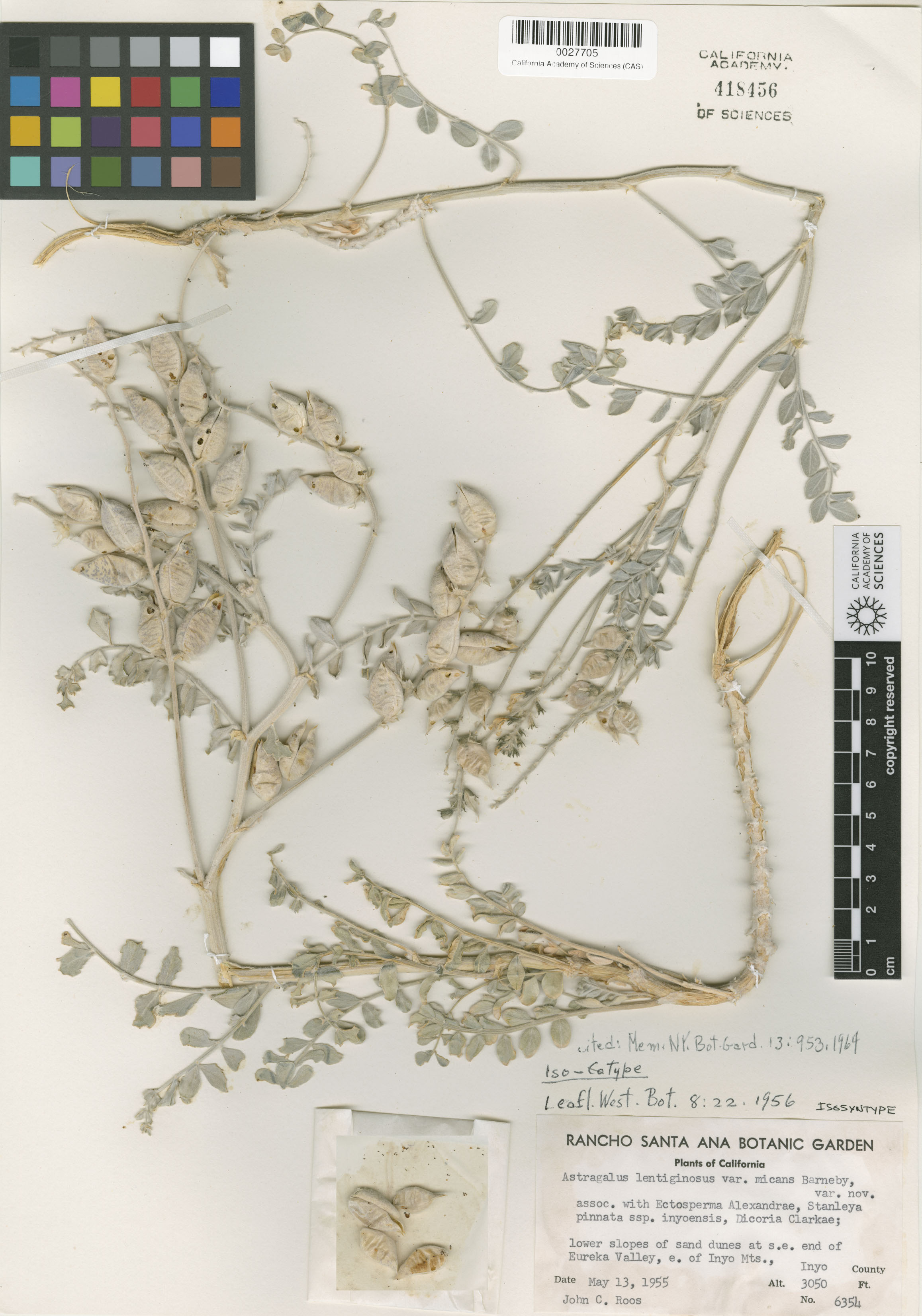 Astragalus lentiginosus var. micans image