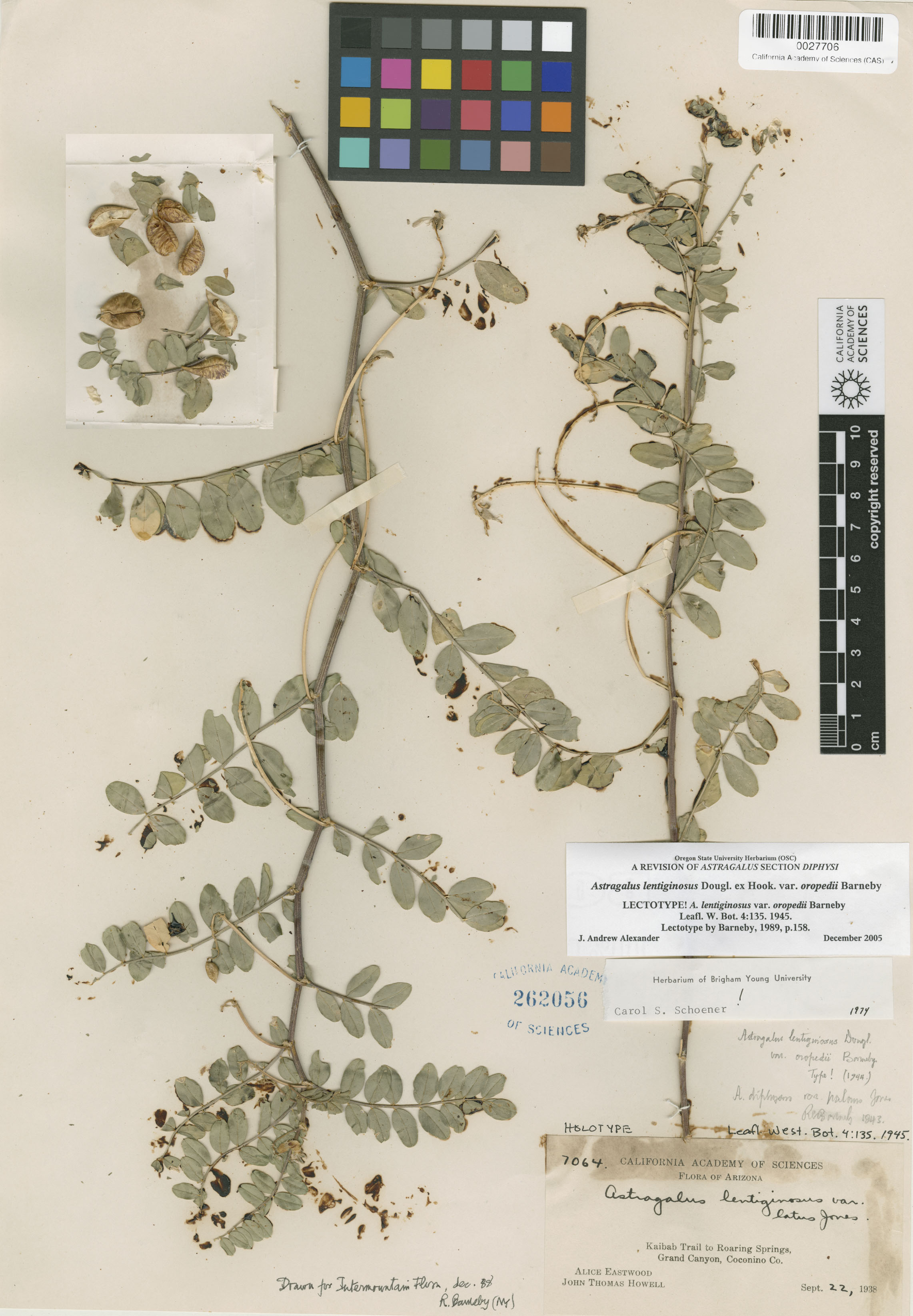 Astragalus lentiginosus var. oropedii image