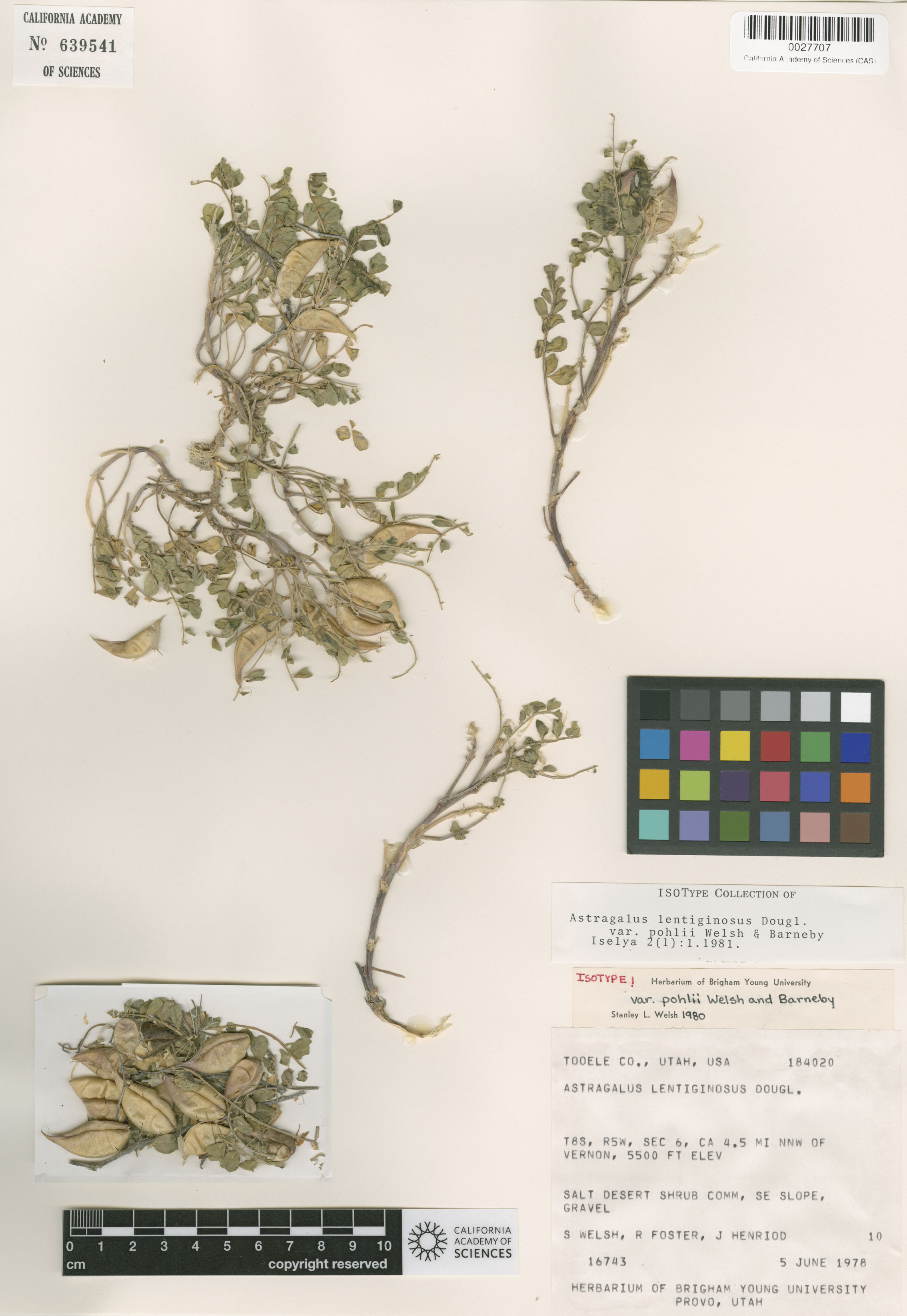 Astragalus lentiginosus var. pohlii image