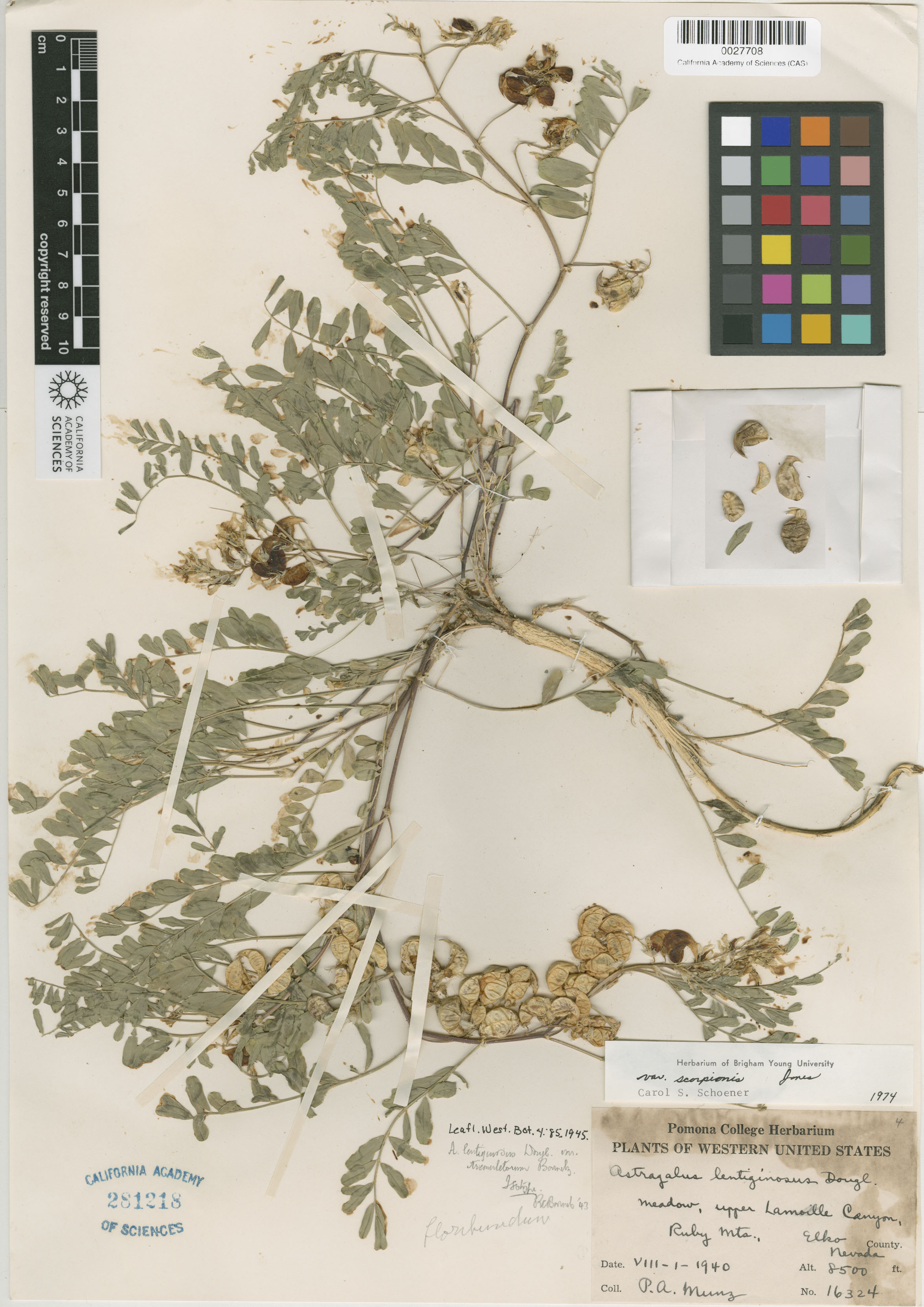 Astragalus lentiginosus var. scorpionis image