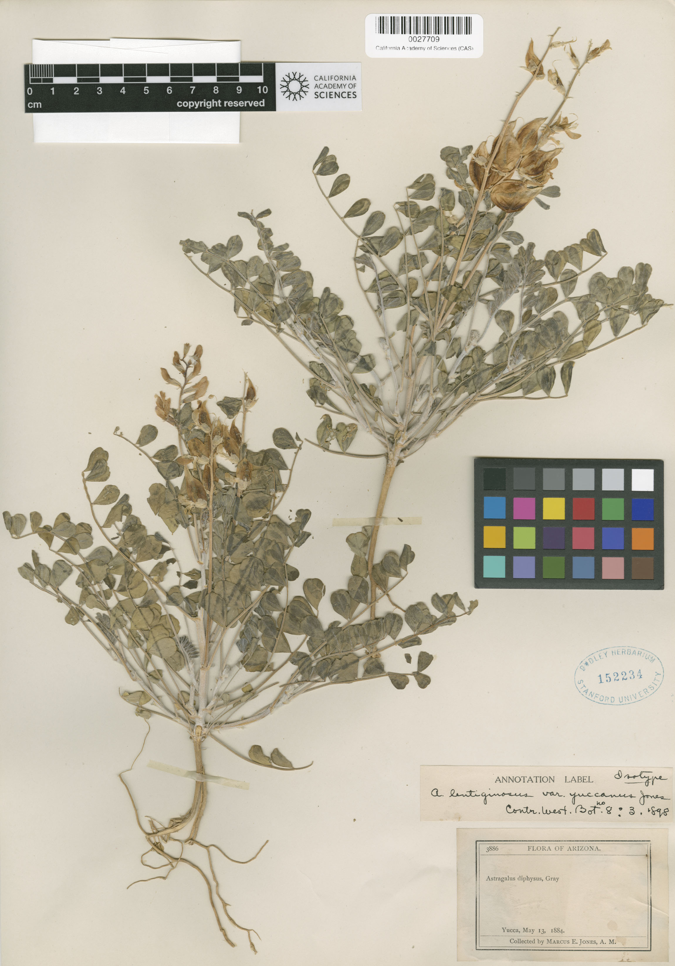 Astragalus lentiginosus var. yuccanus image