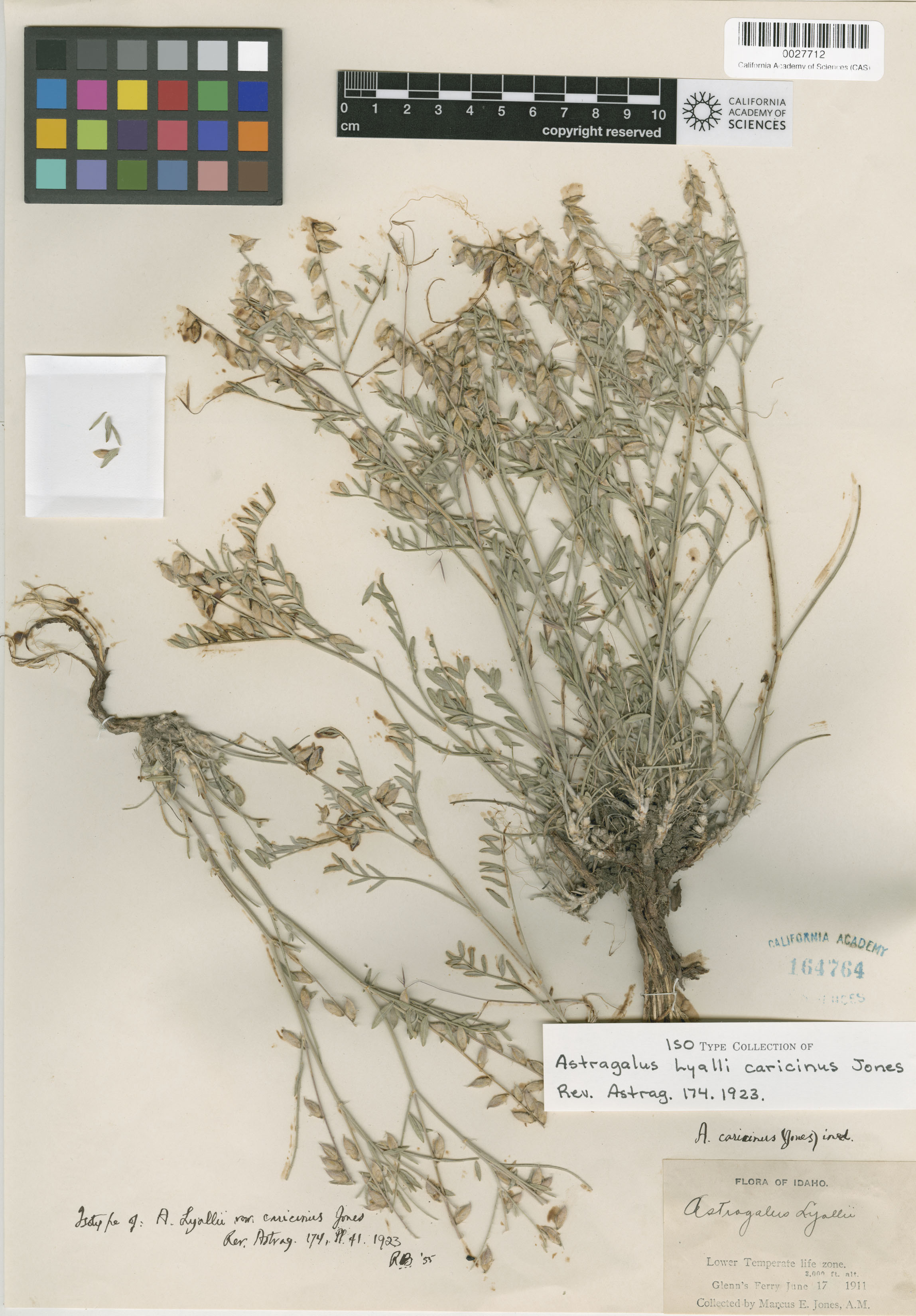 Astragalus caricinus image