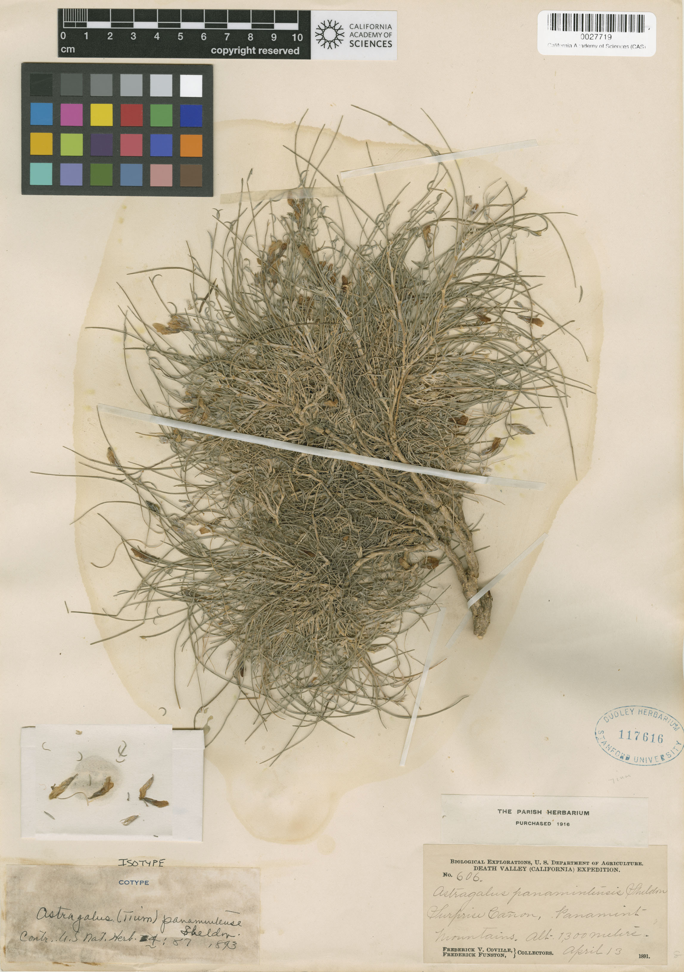 Astragalus panamintensis image