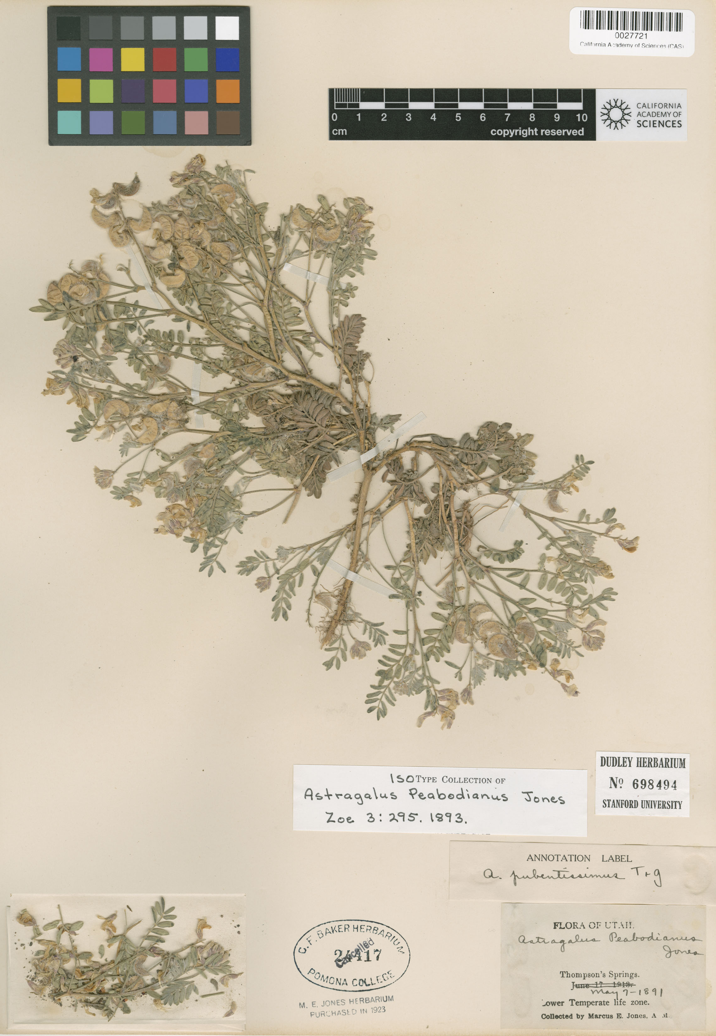 Astragalus peabodianus image