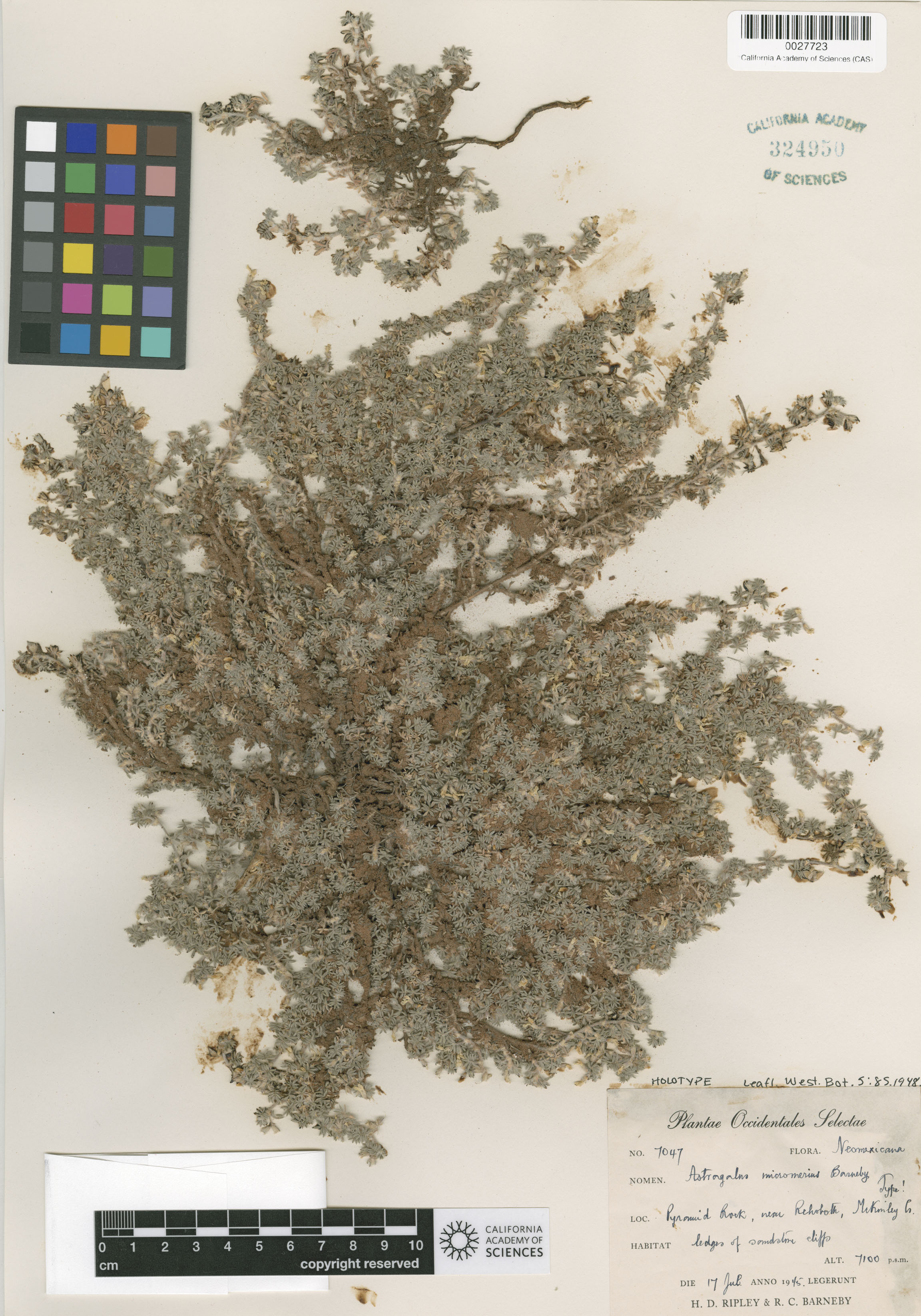 Astragalus micromerius image