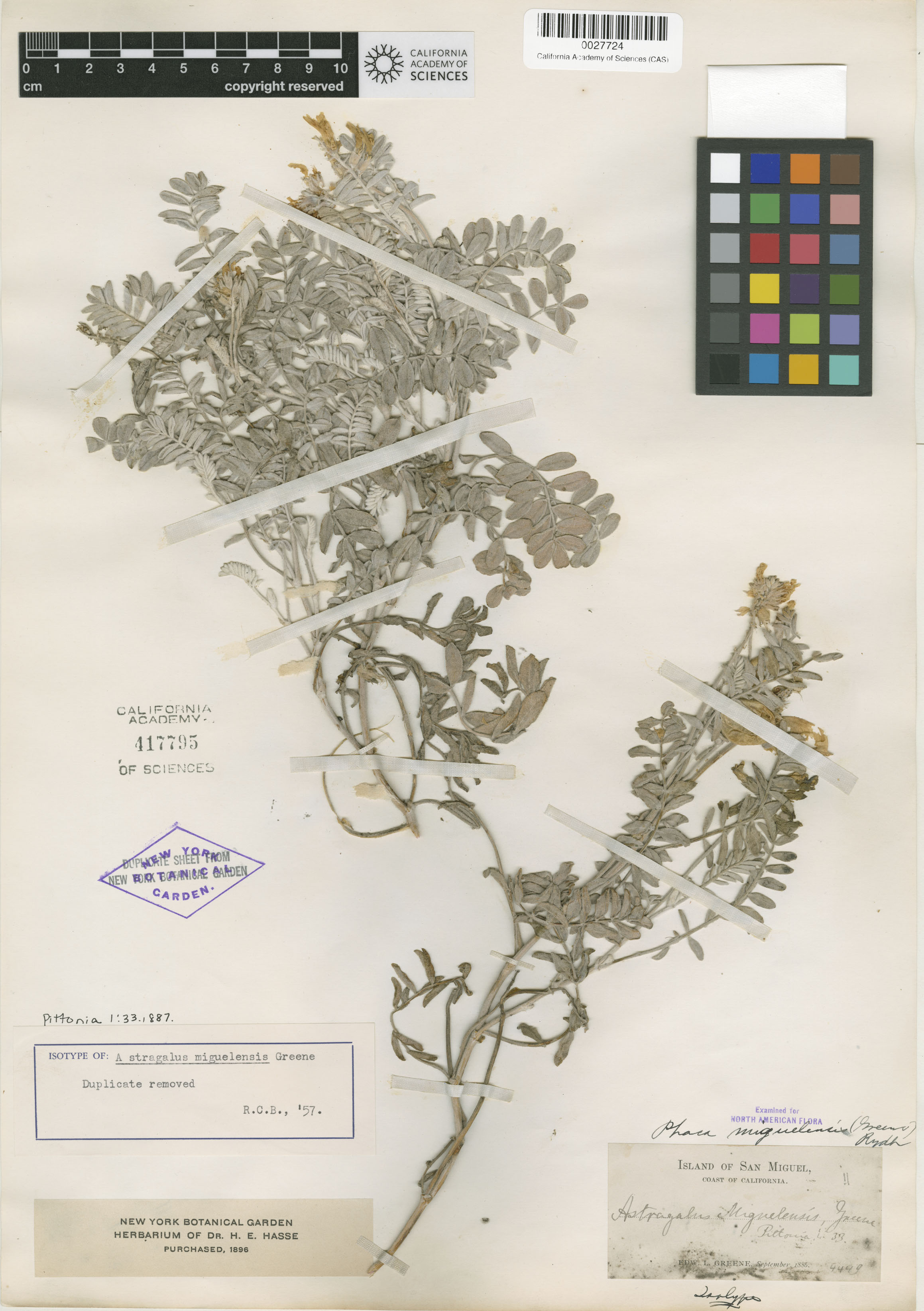 Astragalus miguelensis image