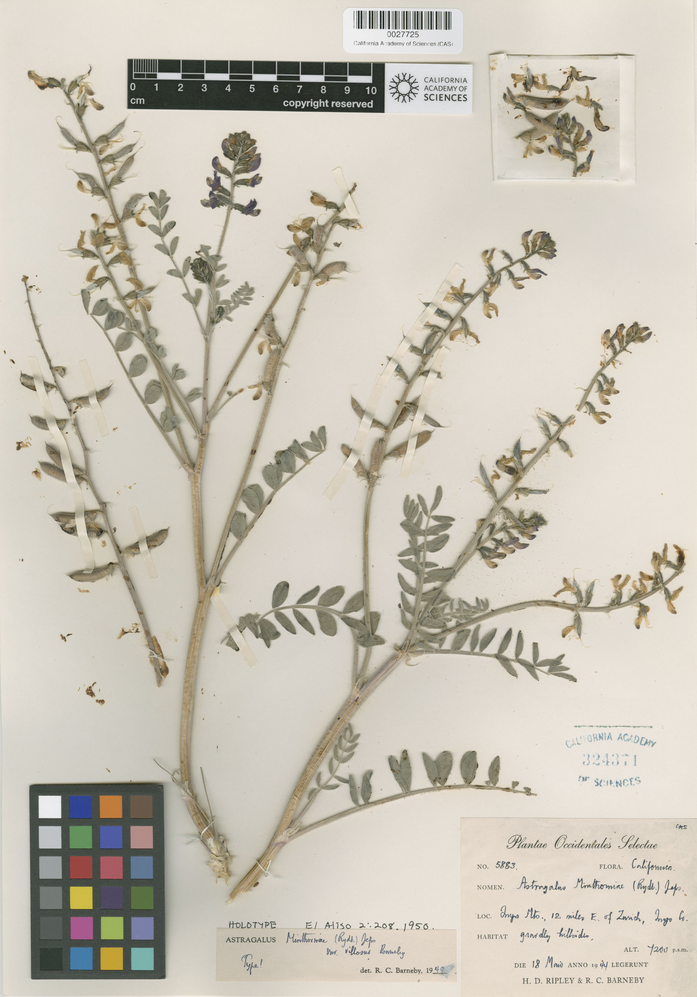 Astragalus minthorniae var. villosus image