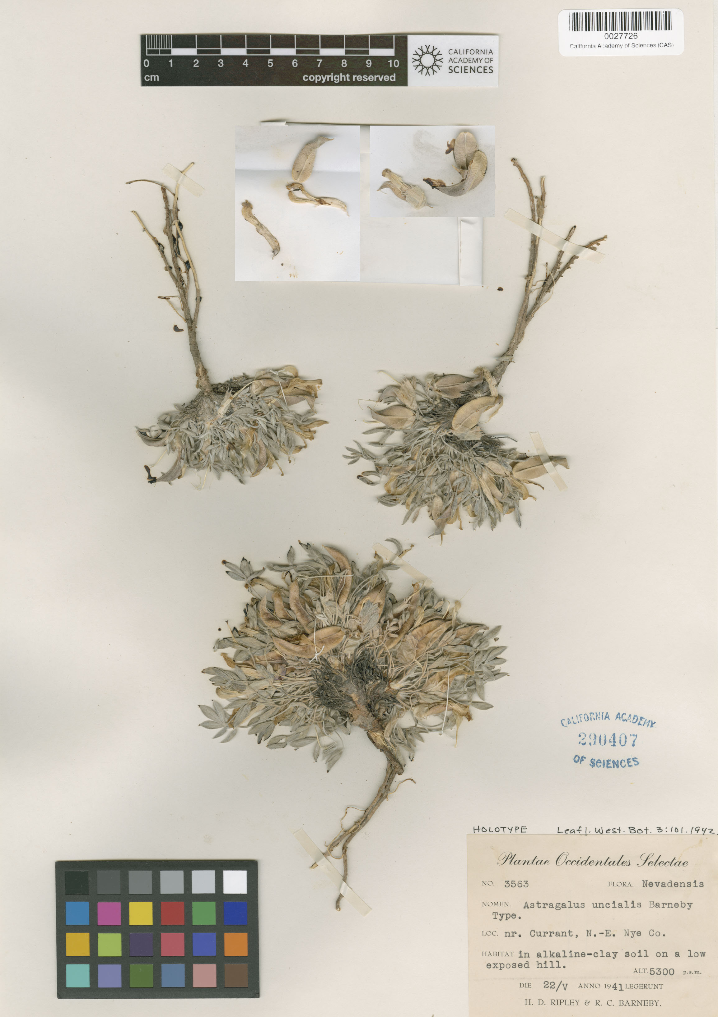 Astragalus uncialis image