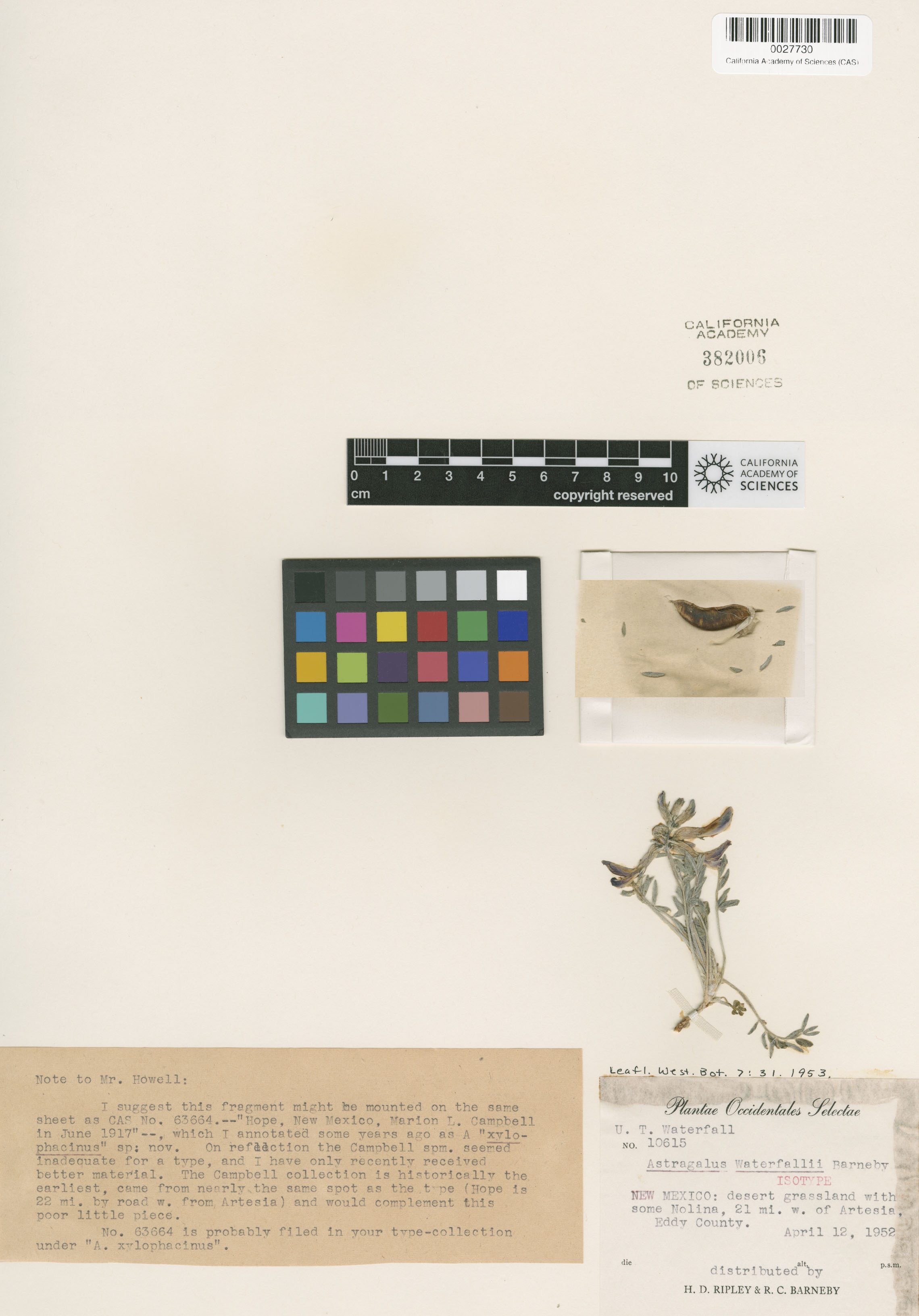 Astragalus waterfallii image