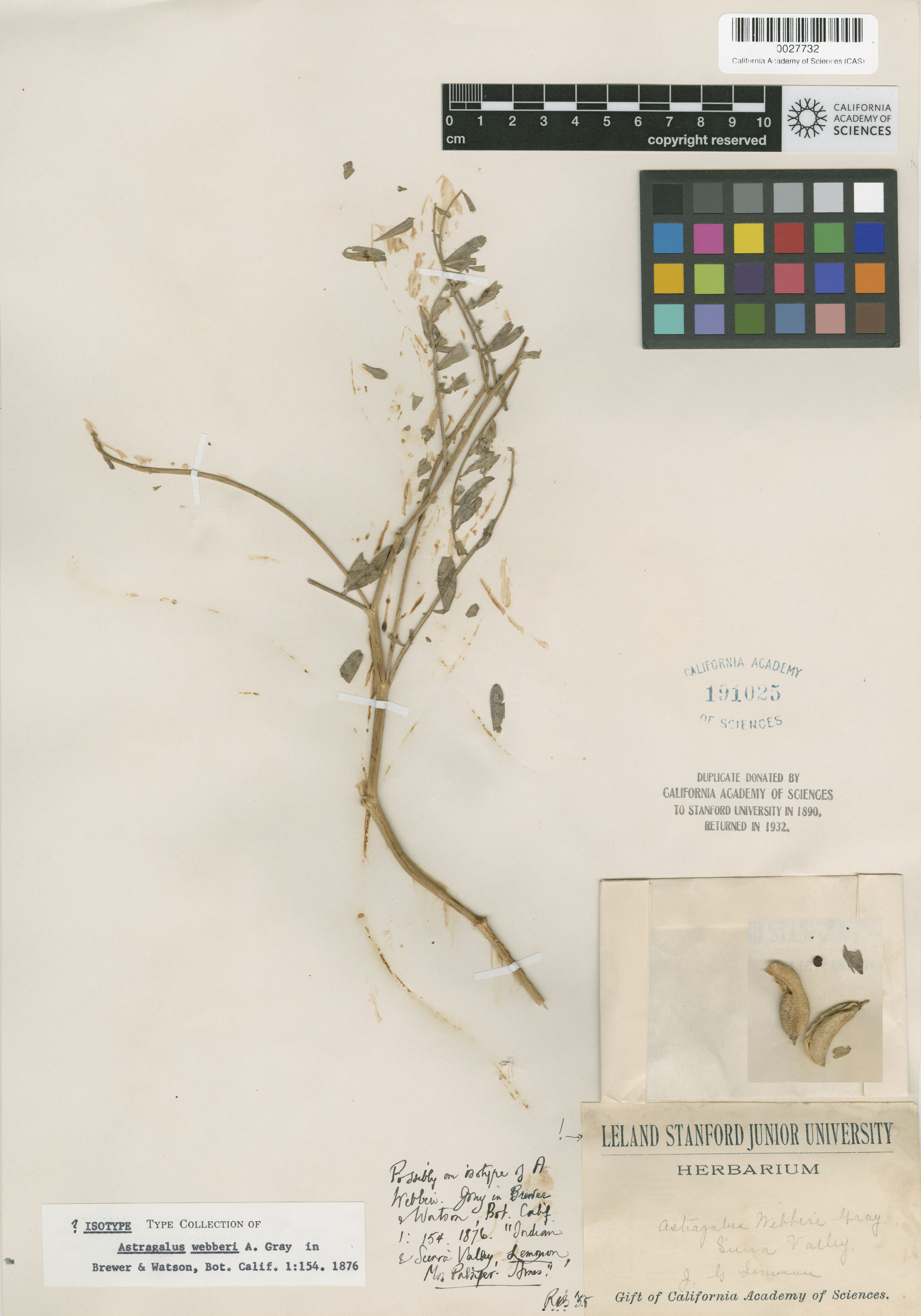 Astragalus webberi image
