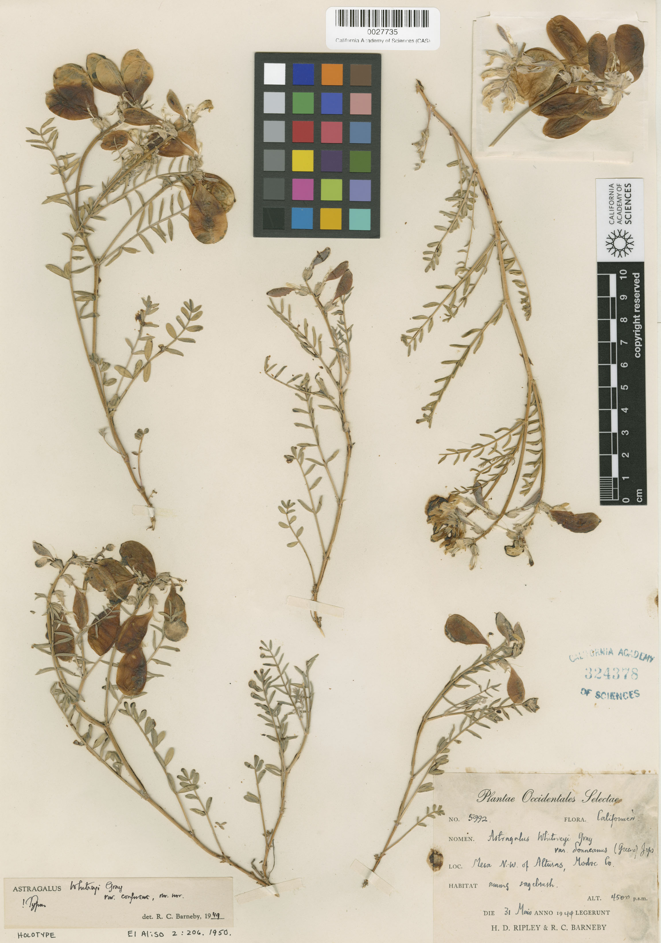 Astragalus whitneyi var. confusus image