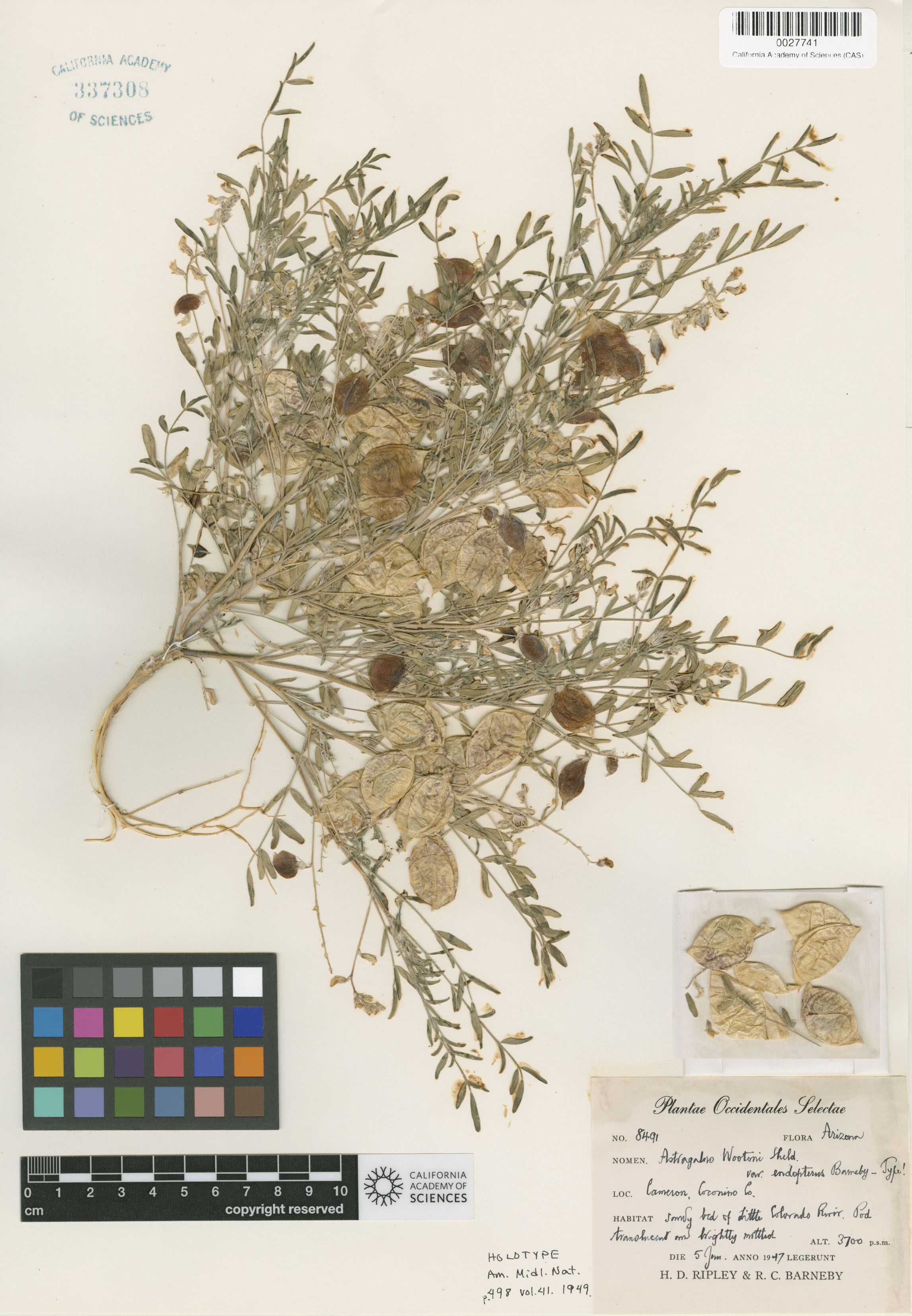 Astragalus endopterus image