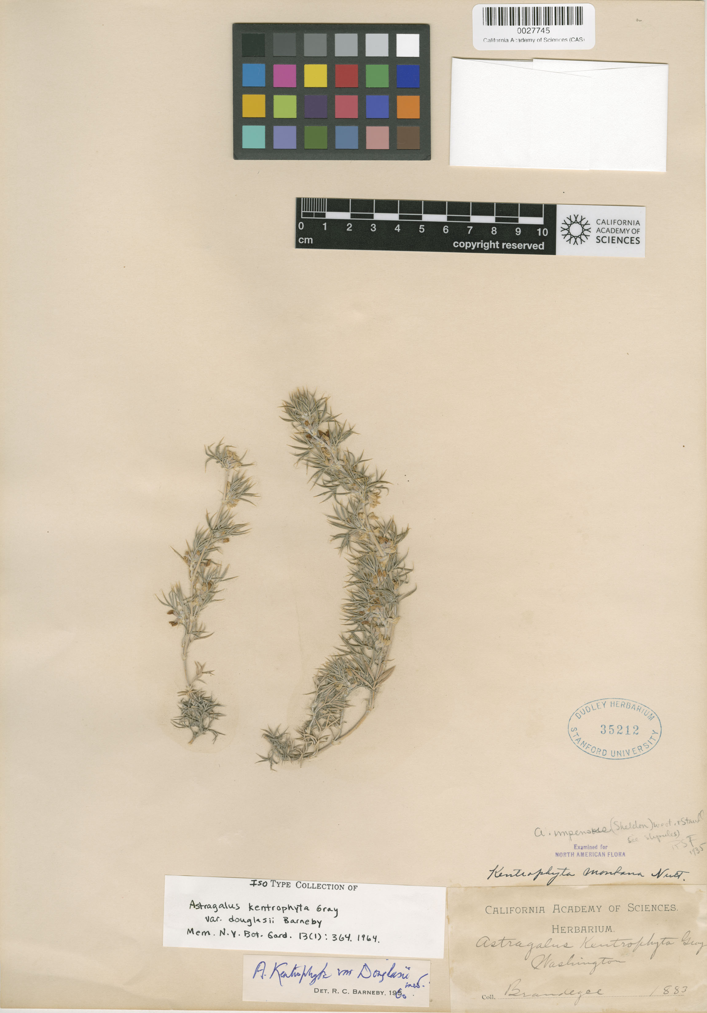 Astragalus kentrophyta var. douglasii image