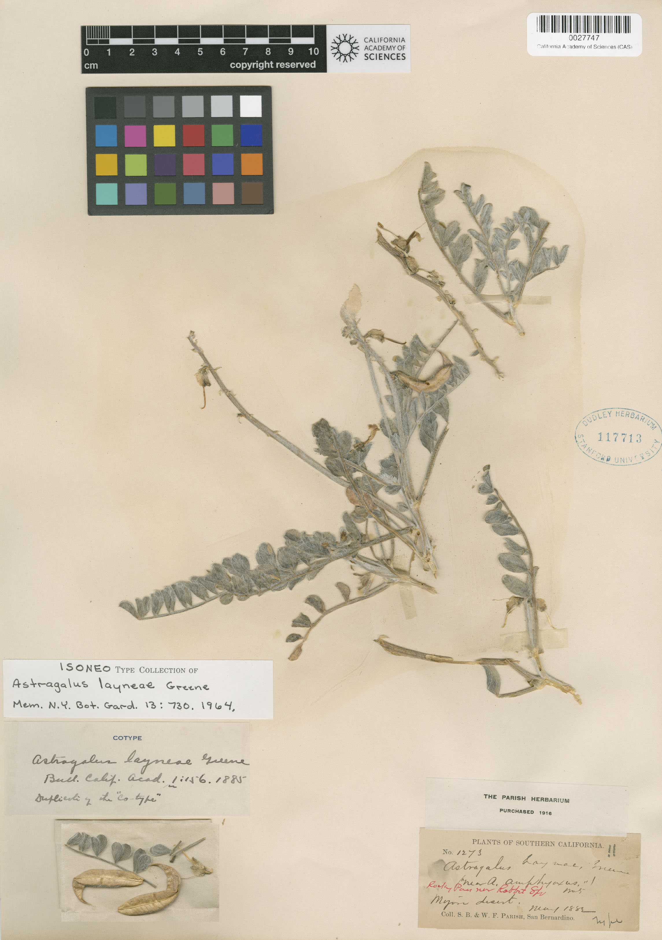 Astragalus layneae image