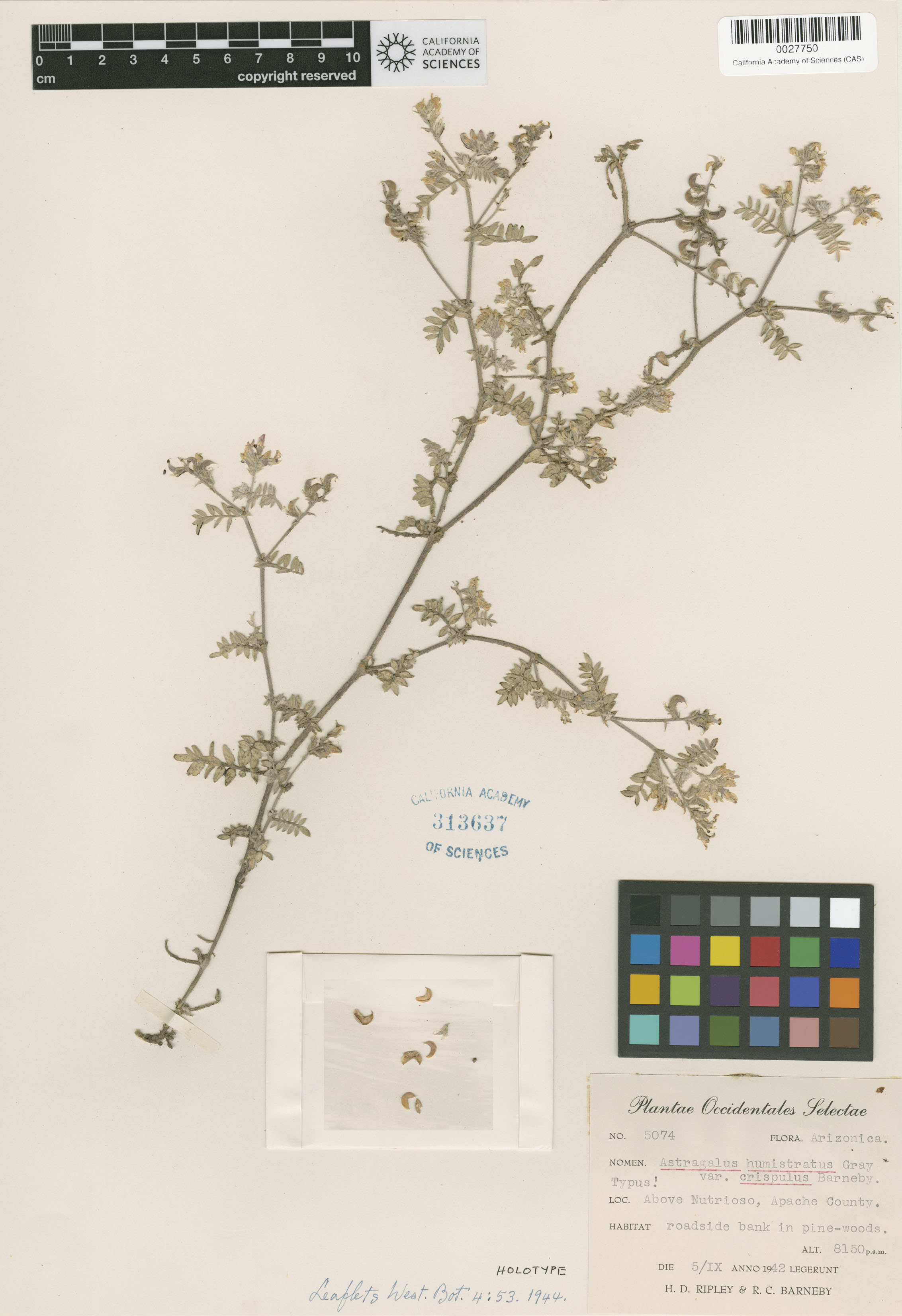 Astragalus humistratus var. crispulus image