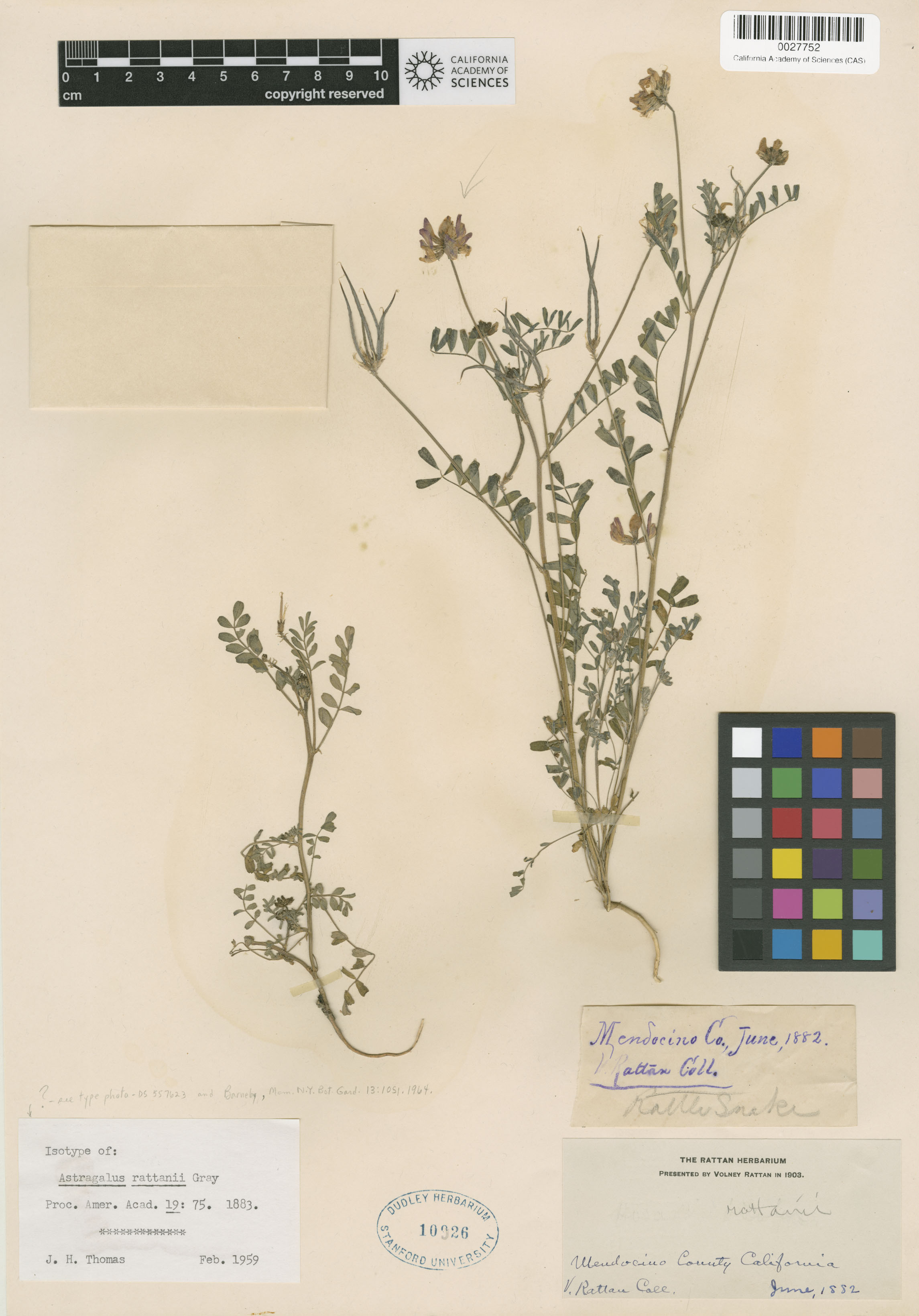 Astragalus rattanii image