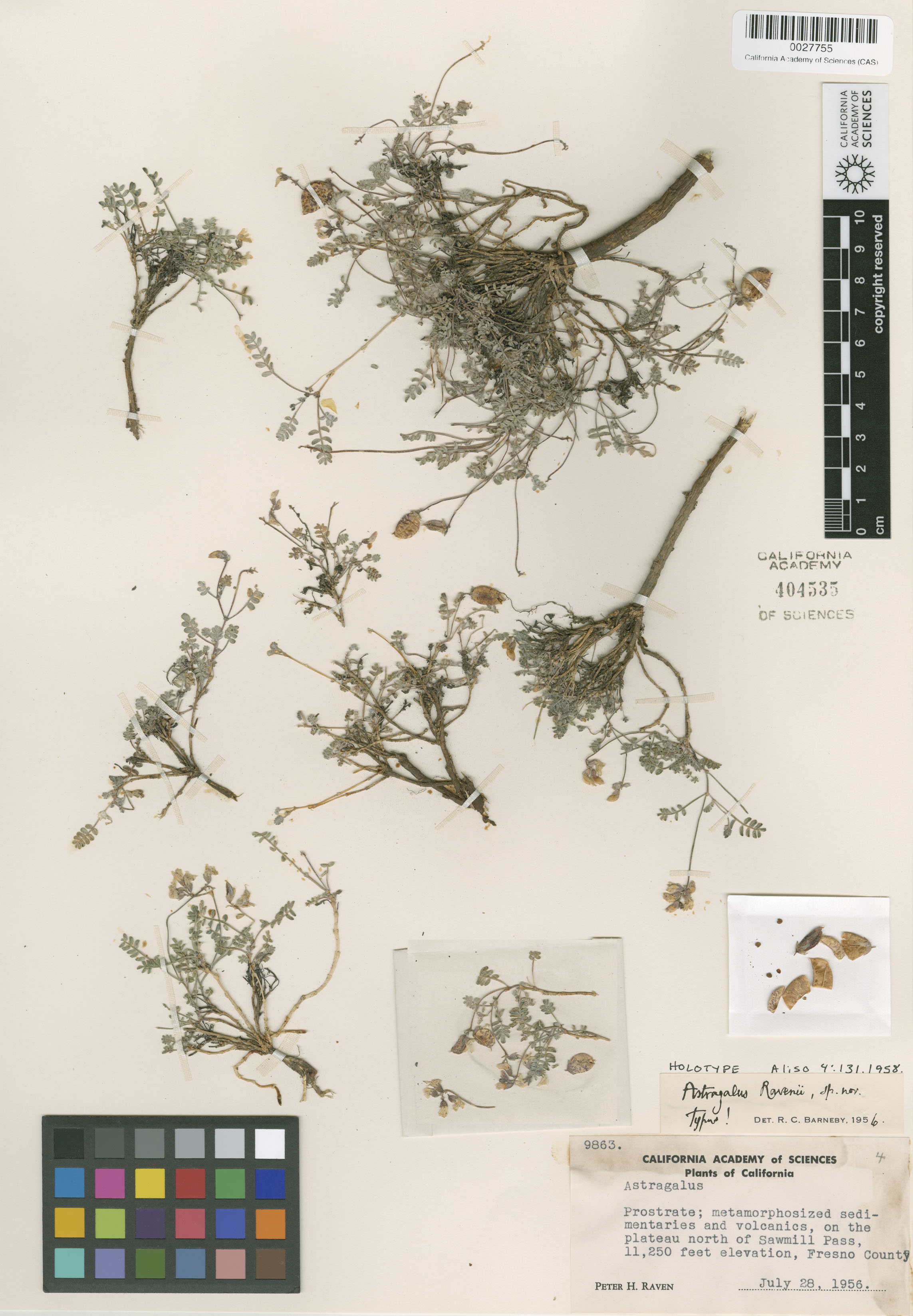 Astragalus ravenii image