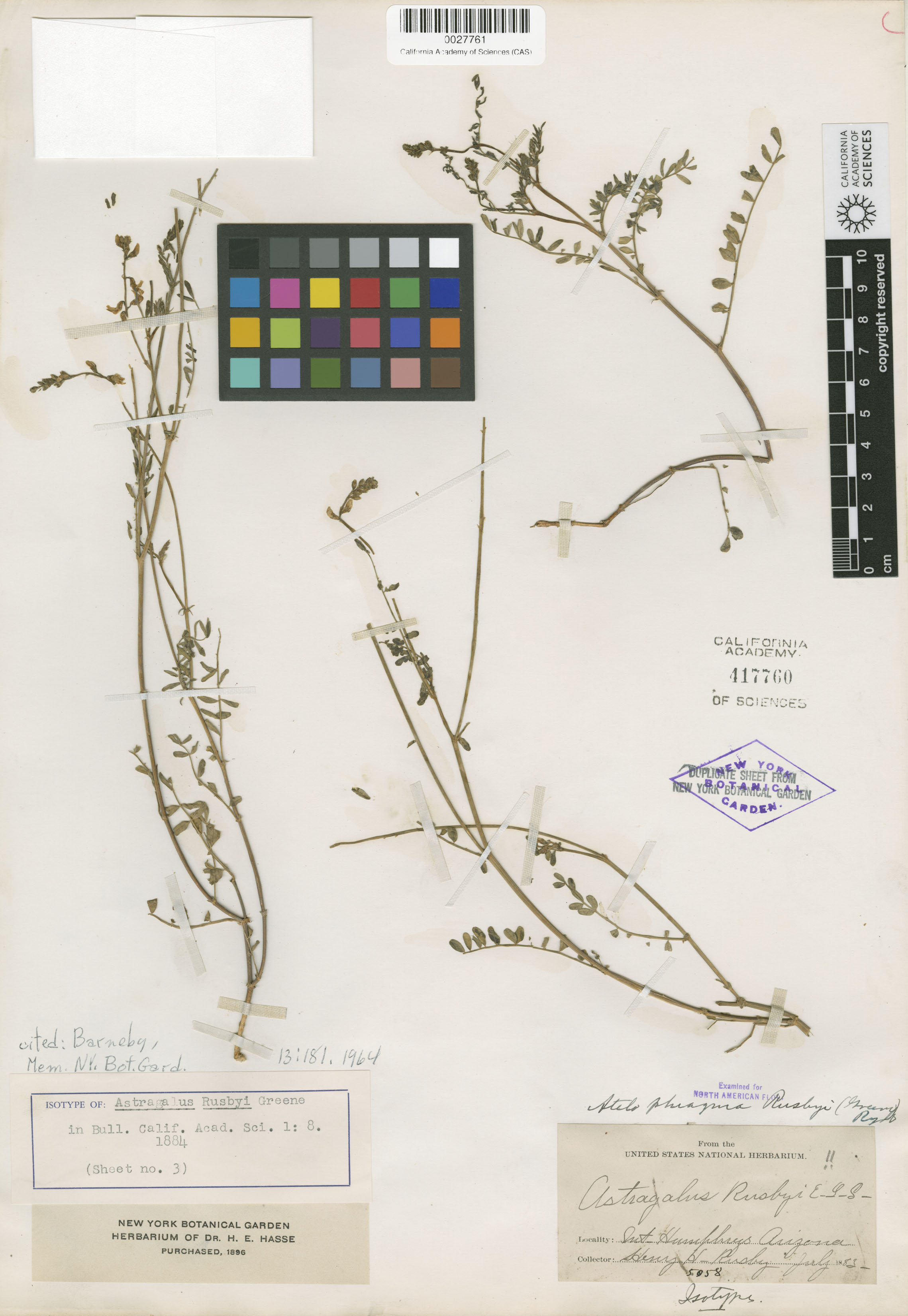 Astragalus rusbyi image