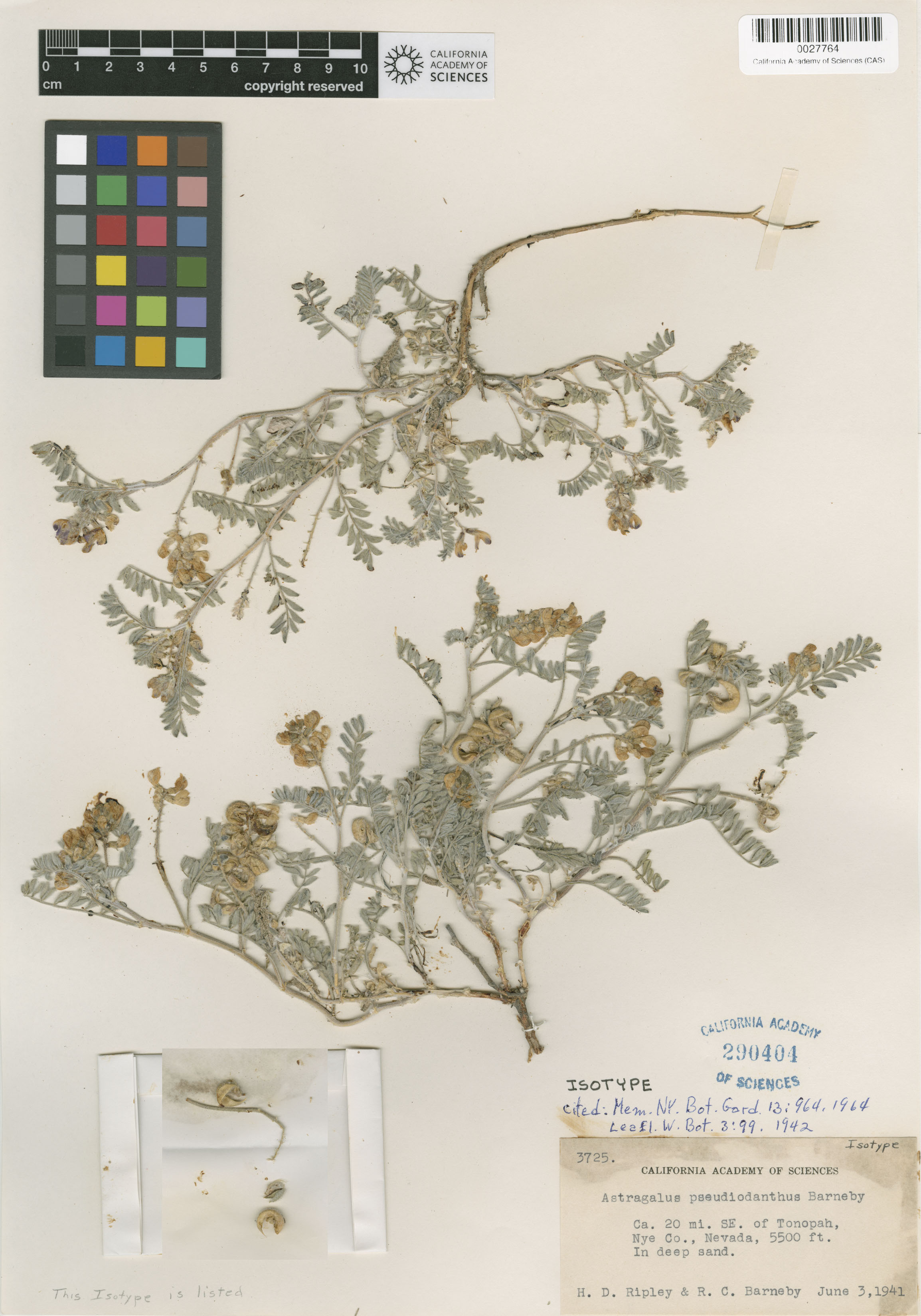 Astragalus pseudiodanthus image