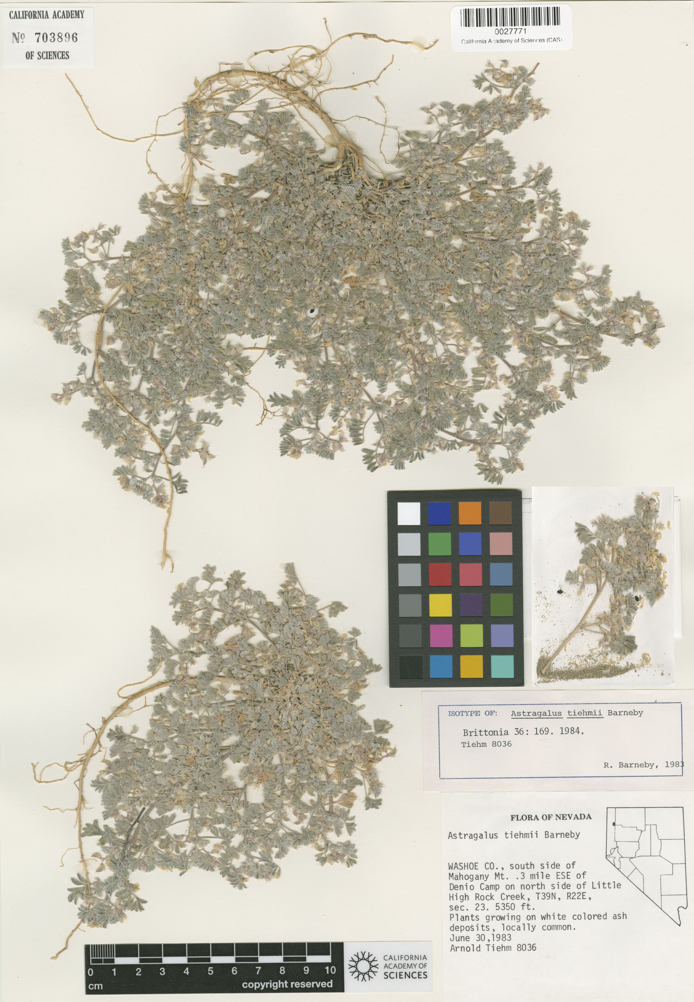 Astragalus tiehmii image