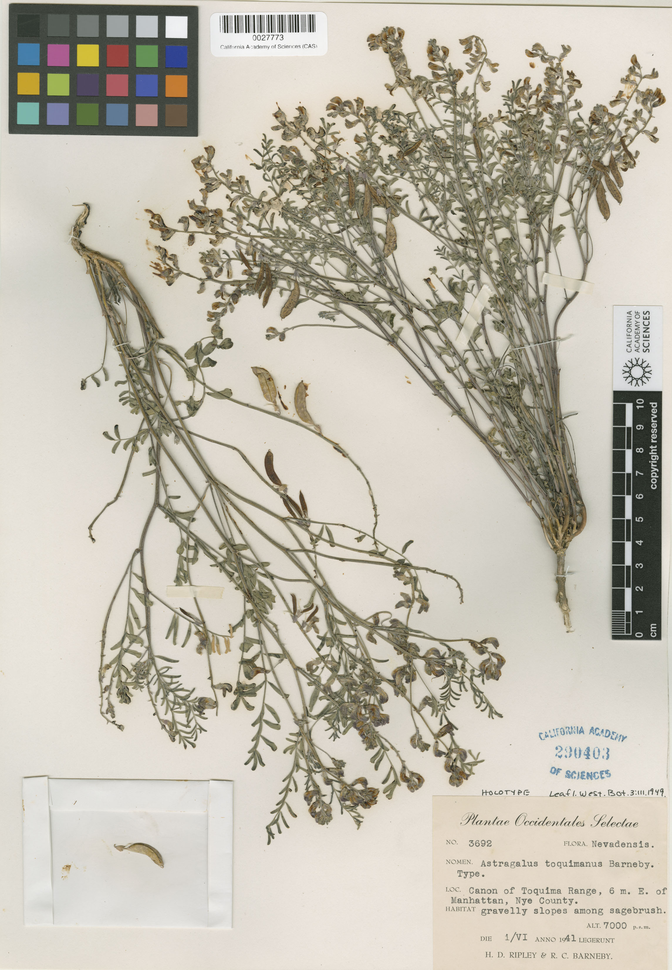 Astragalus toquimanus image