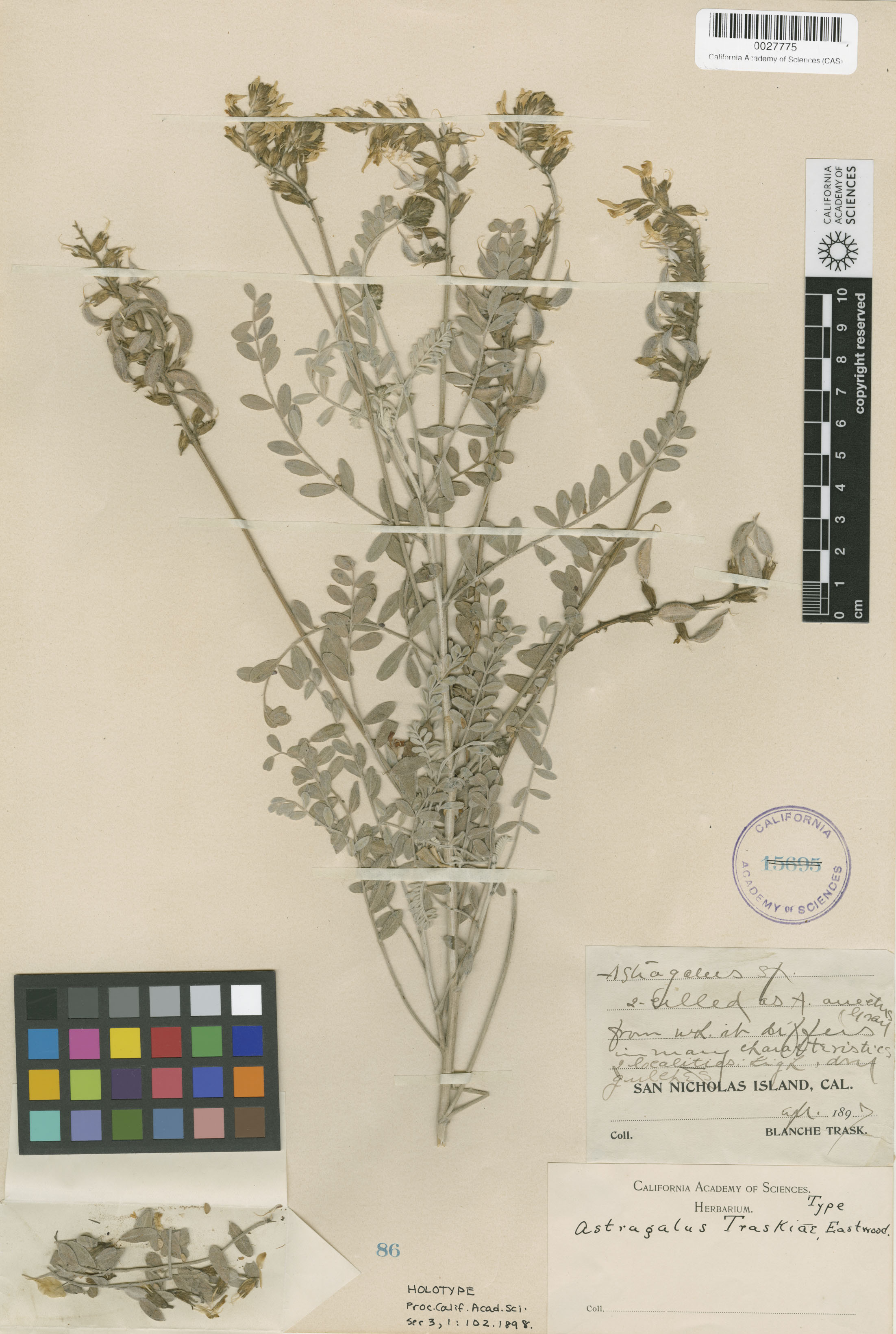 Astragalus traskiae image