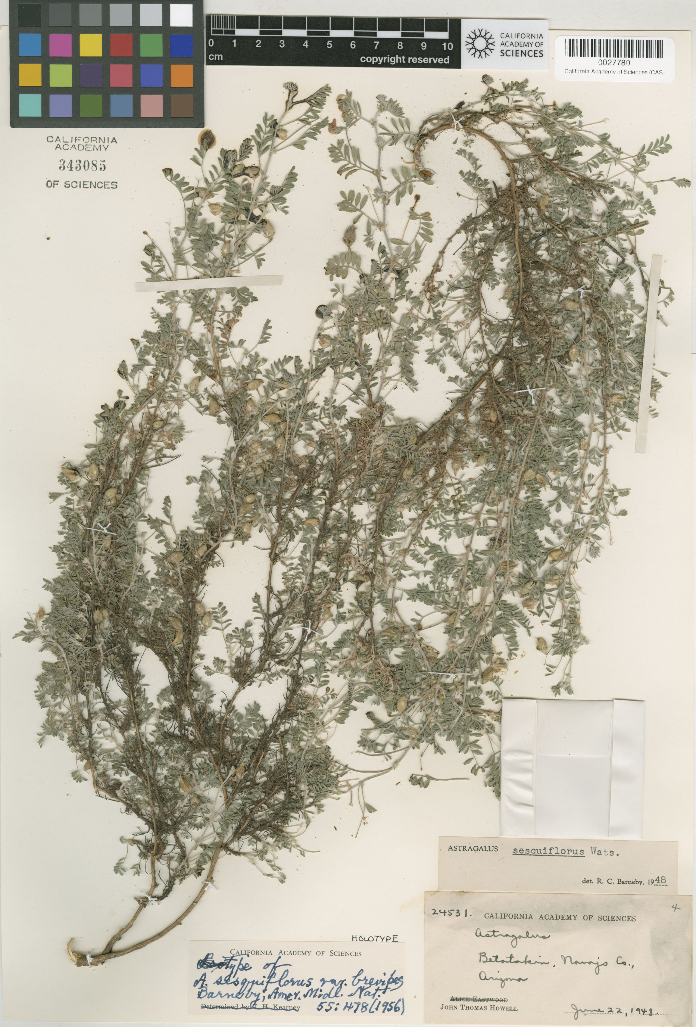 Astragalus sesquiflorus image