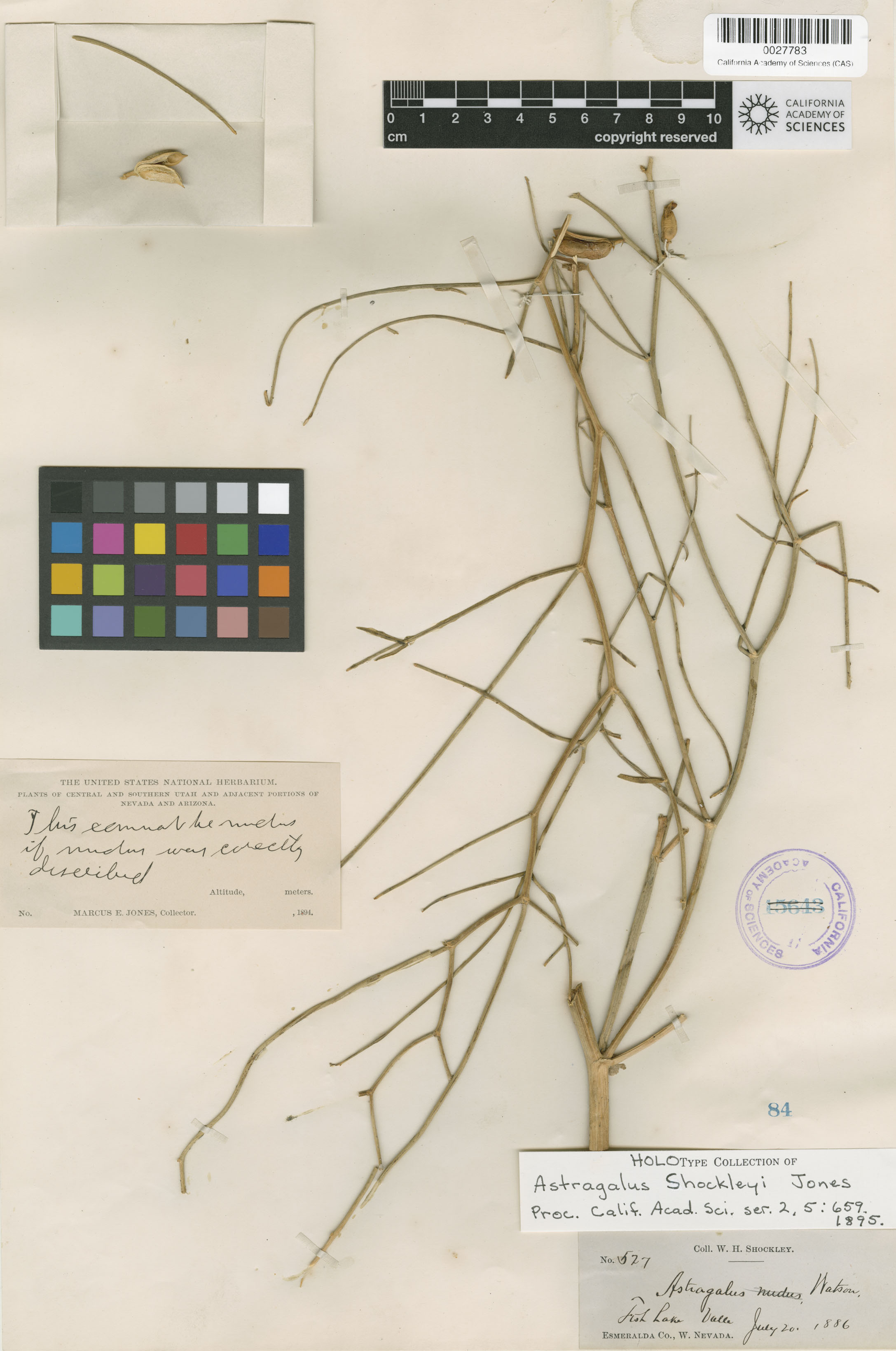 Astragalus shockleyi image