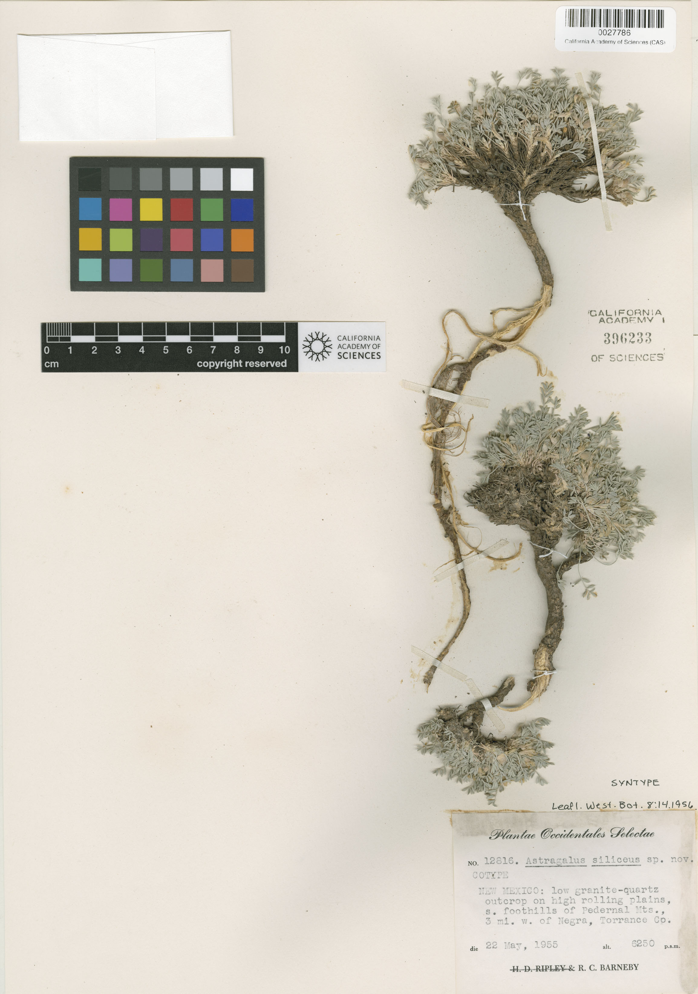 Astragalus siliceus image