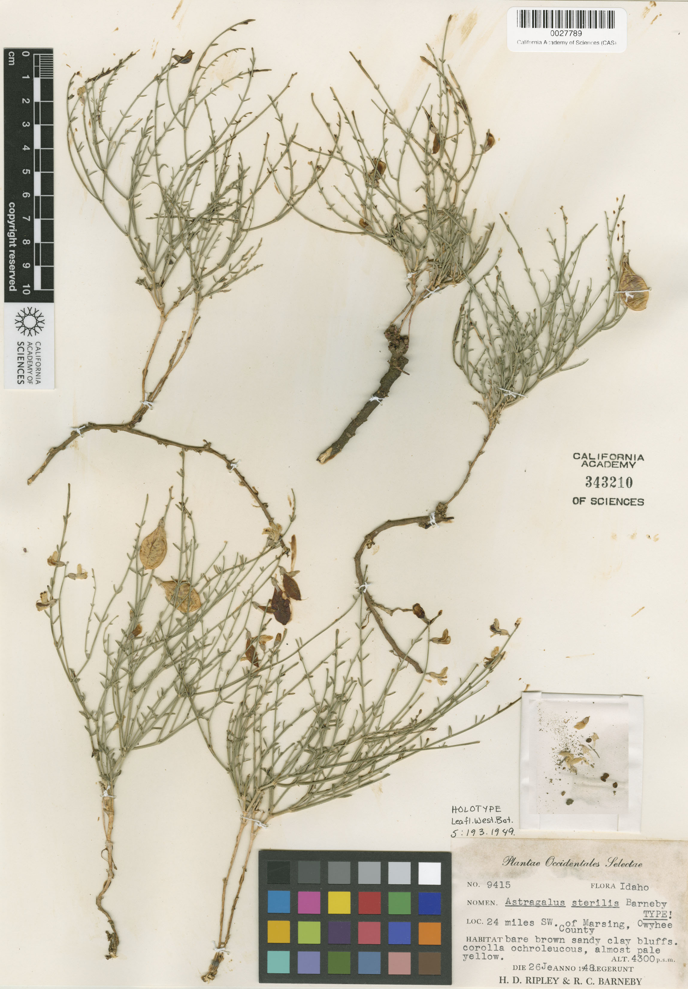 Astragalus sterilis image