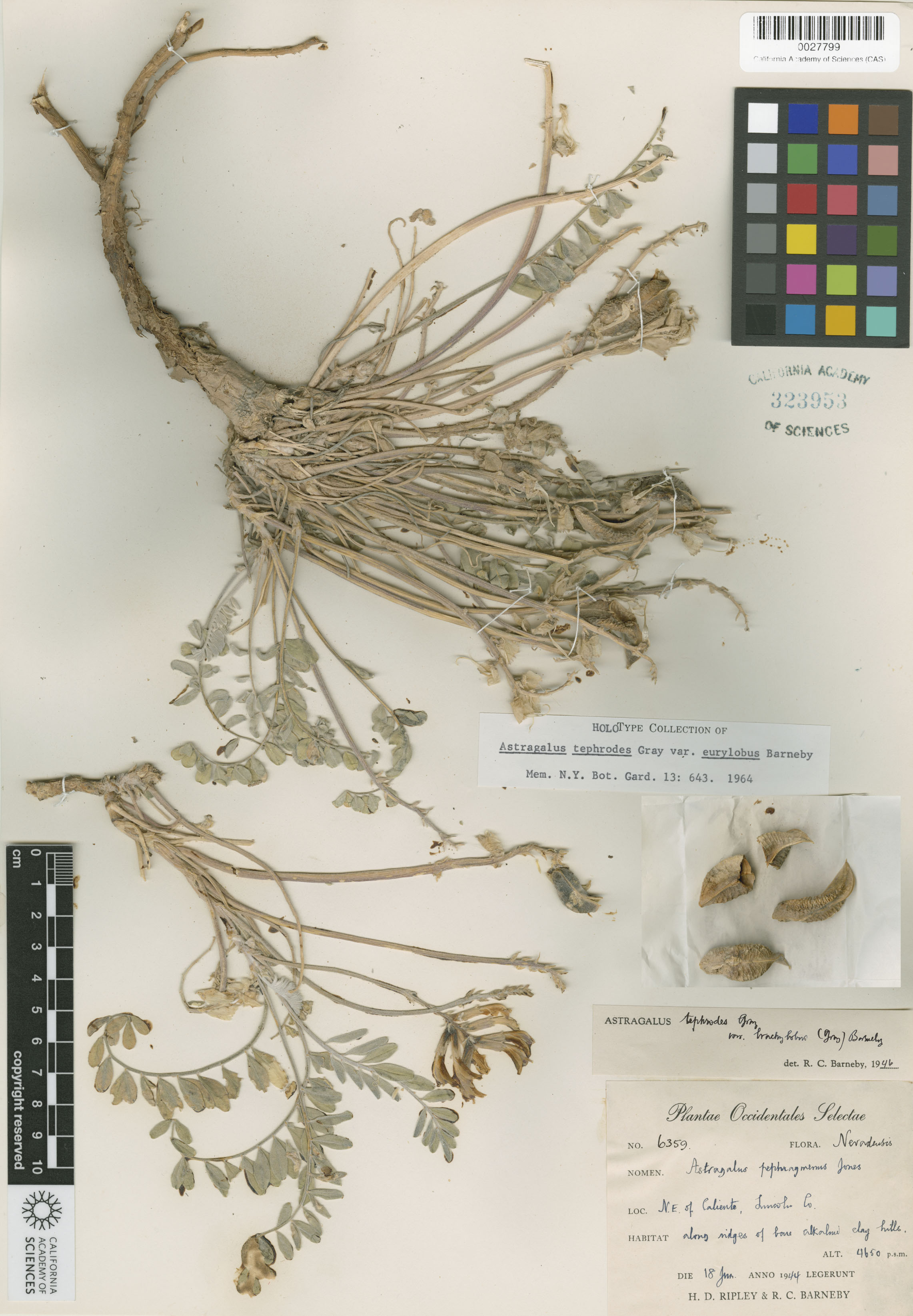 Astragalus eurylobus image