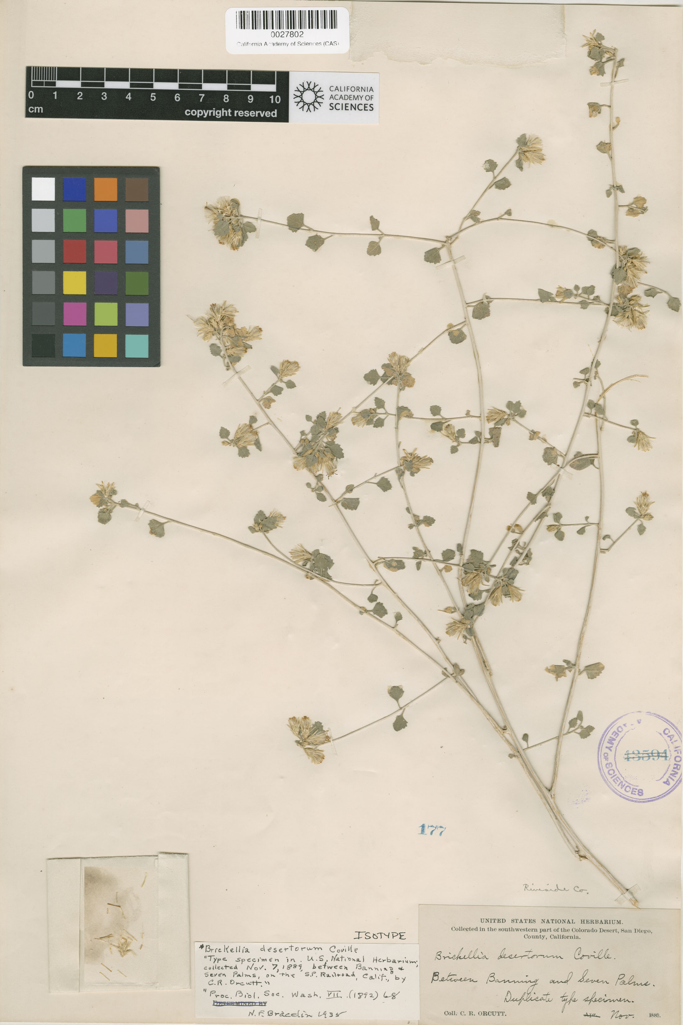 Brickellia desertorum image