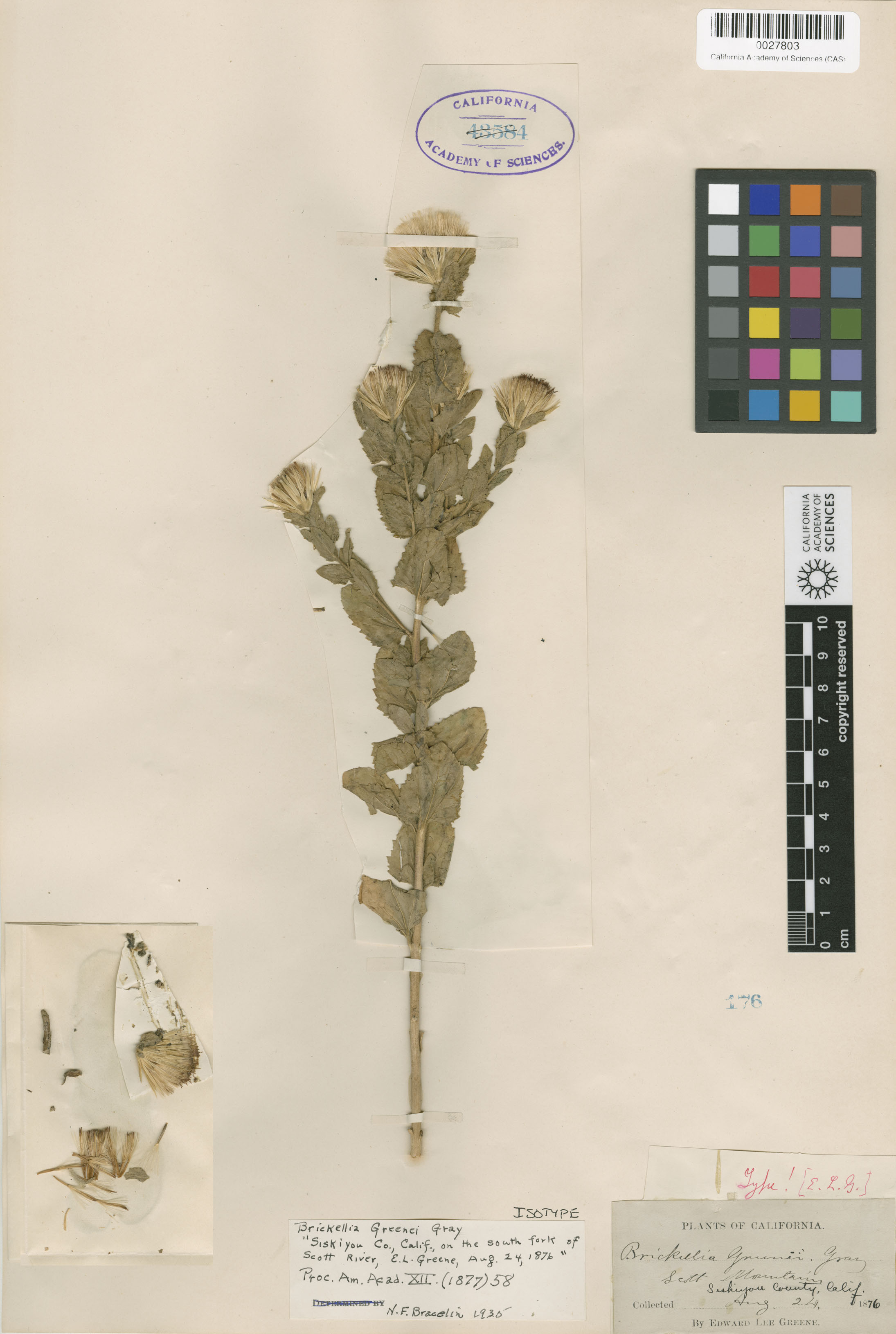 Brickellia greenei image