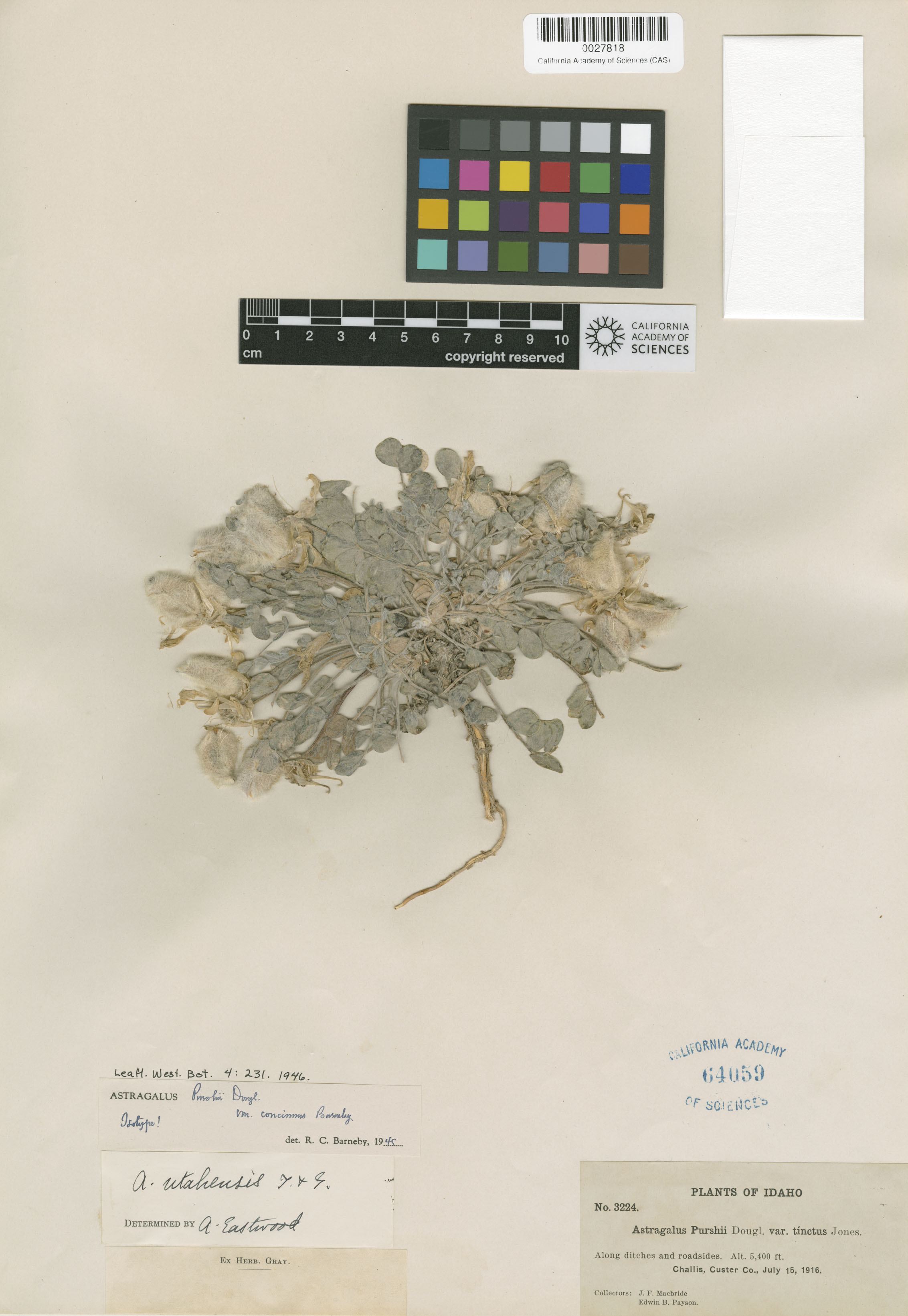 Astragalus purshii var. concinnus image