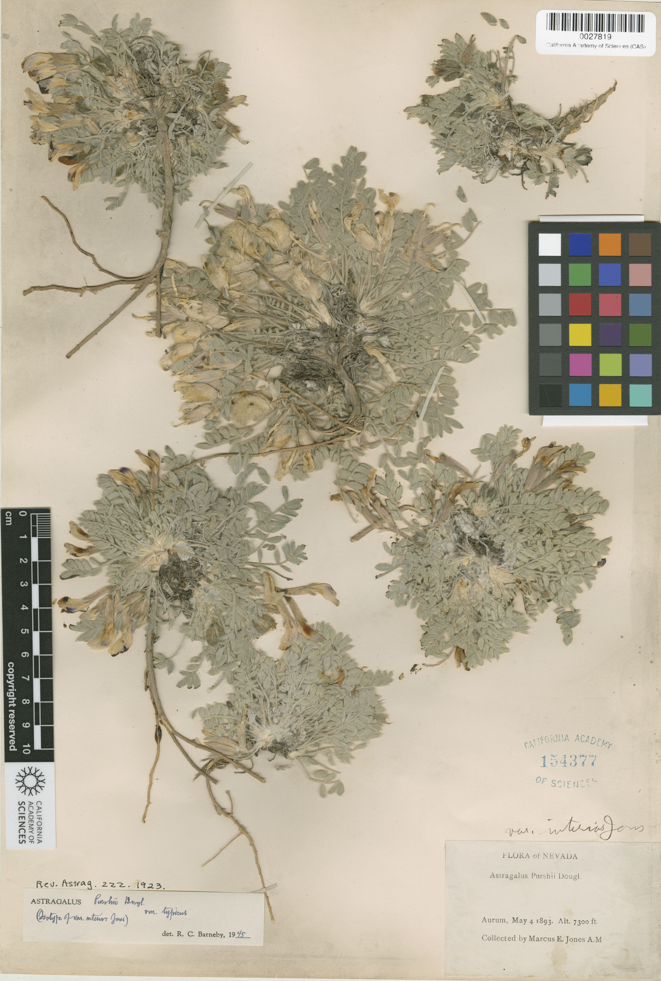 Astragalus purshii var. purshii image