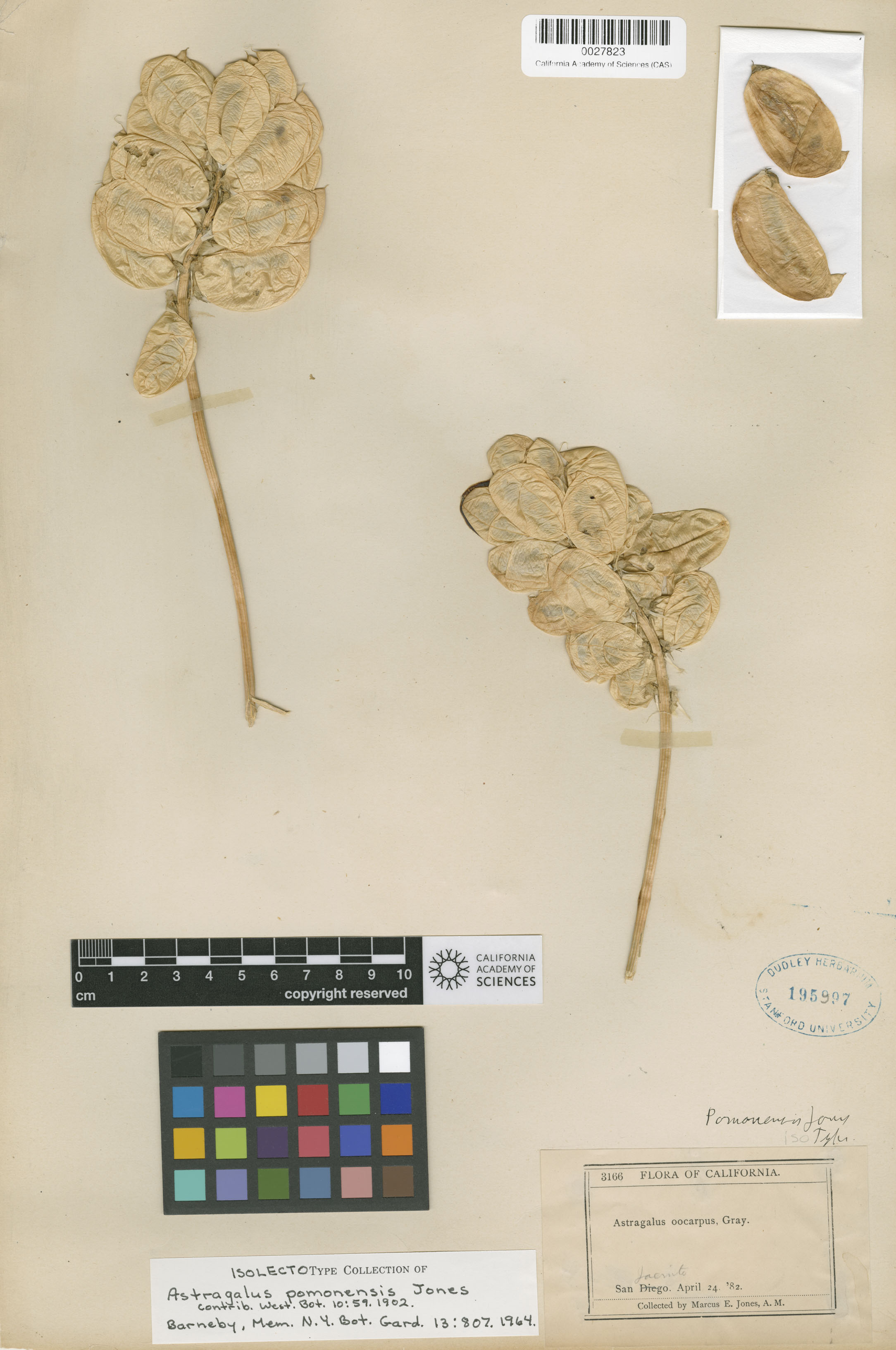 Astragalus pomonensis image