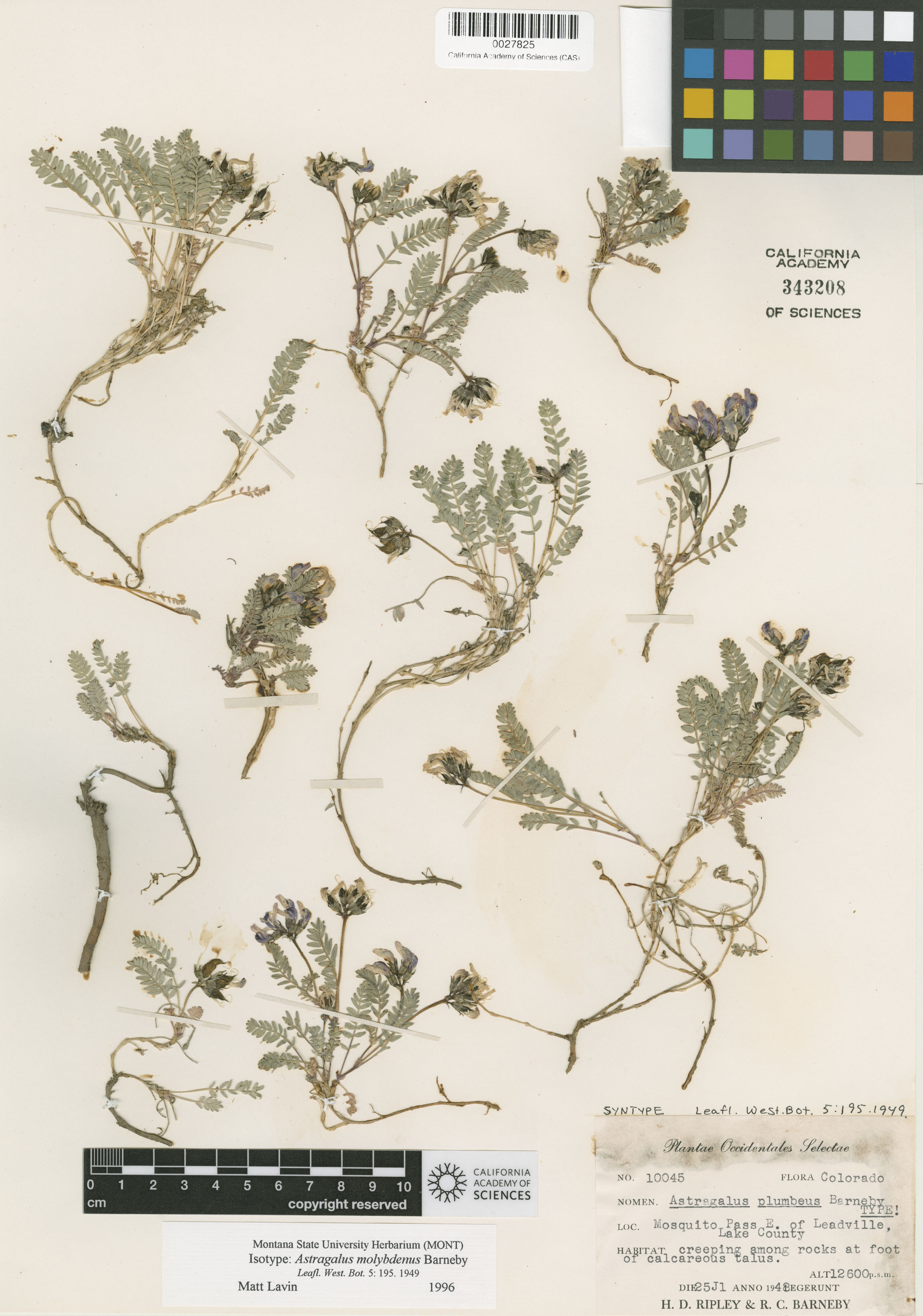 Astragalus molybdenus image