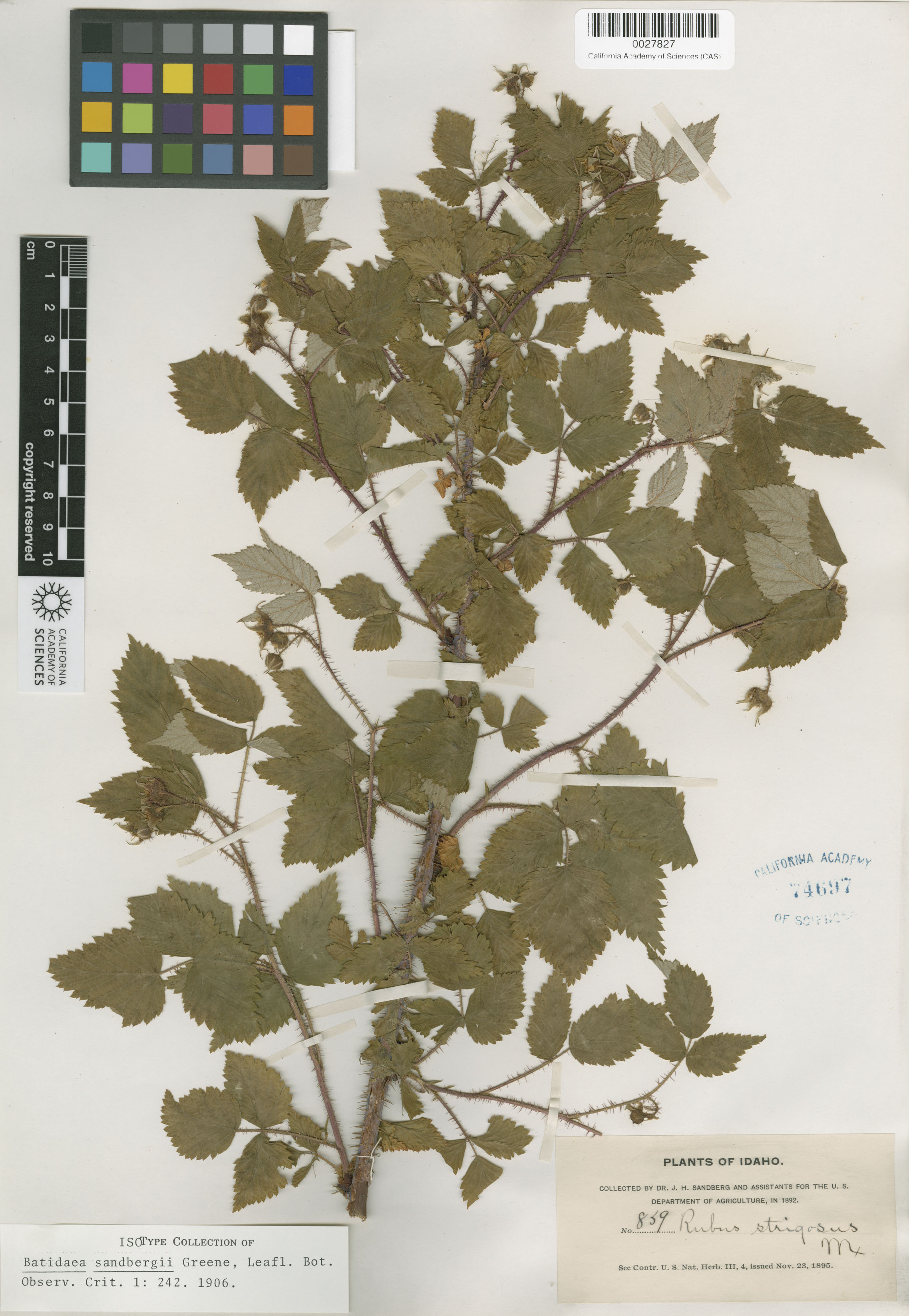 Rubus image