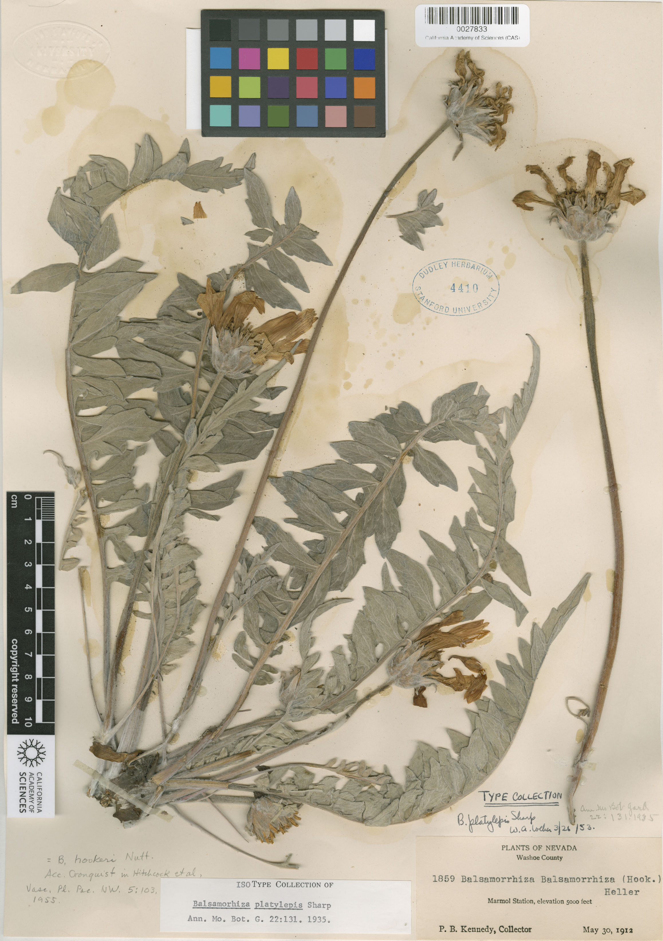 Balsamorhiza hookeri image