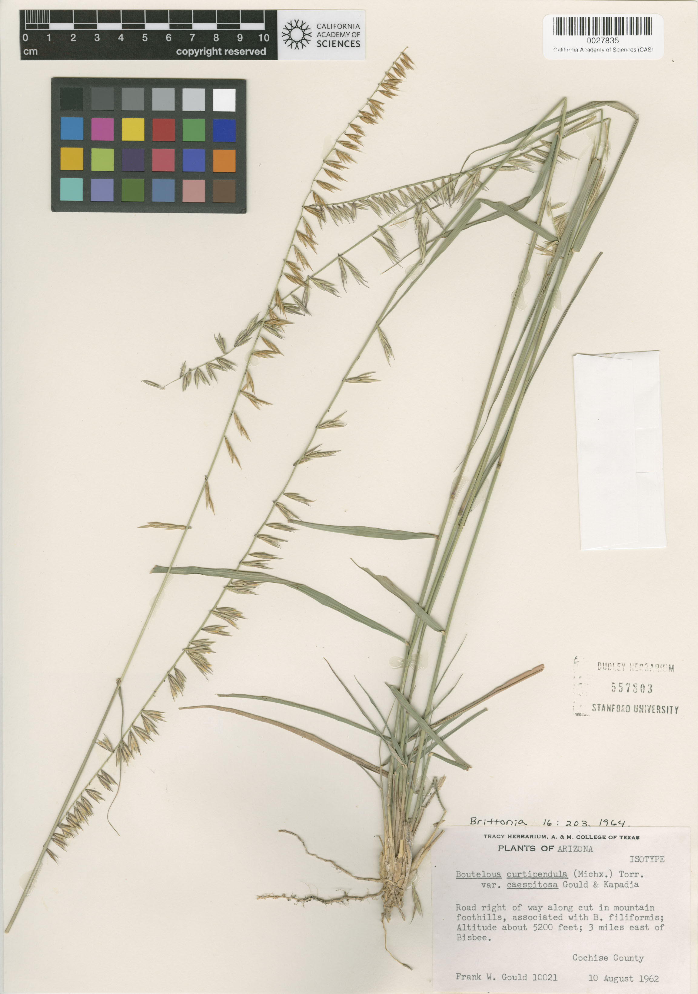Bouteloua curtipendula image
