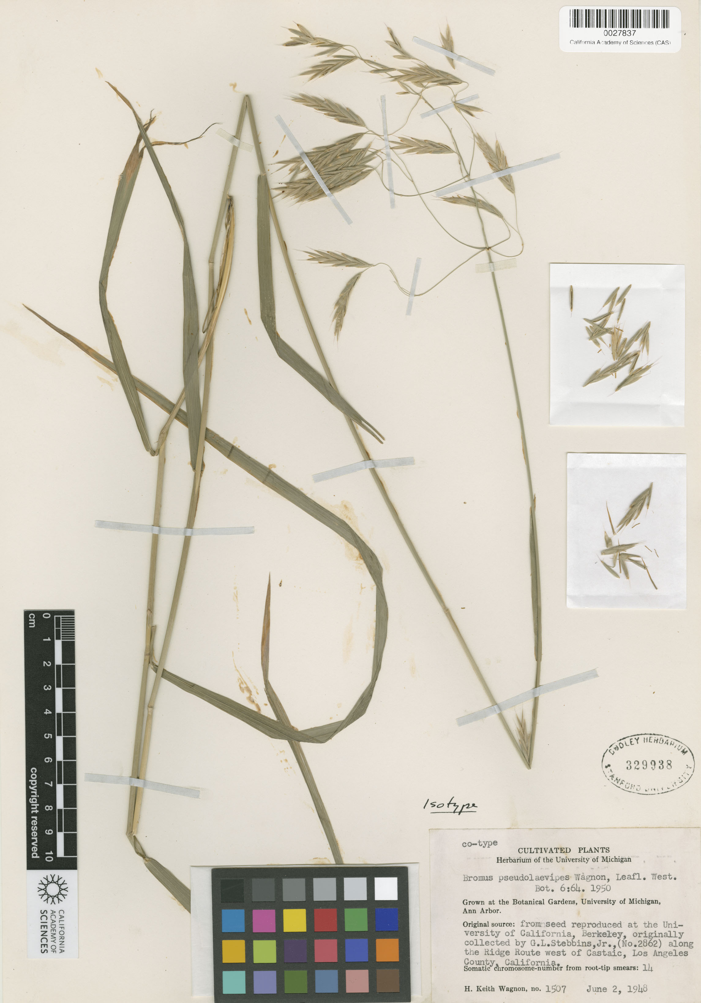 Bromus image
