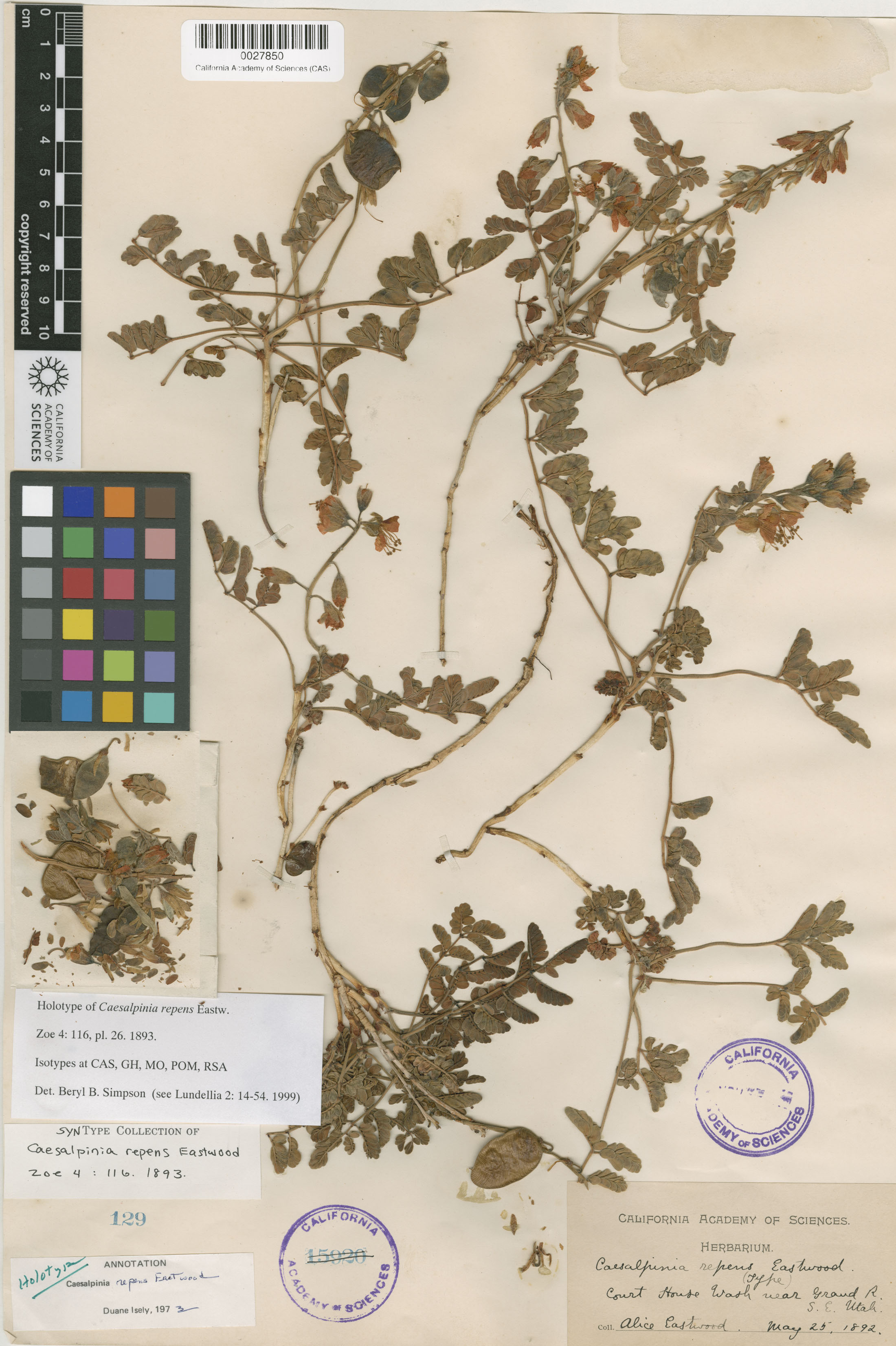 Hoffmannseggia repens image