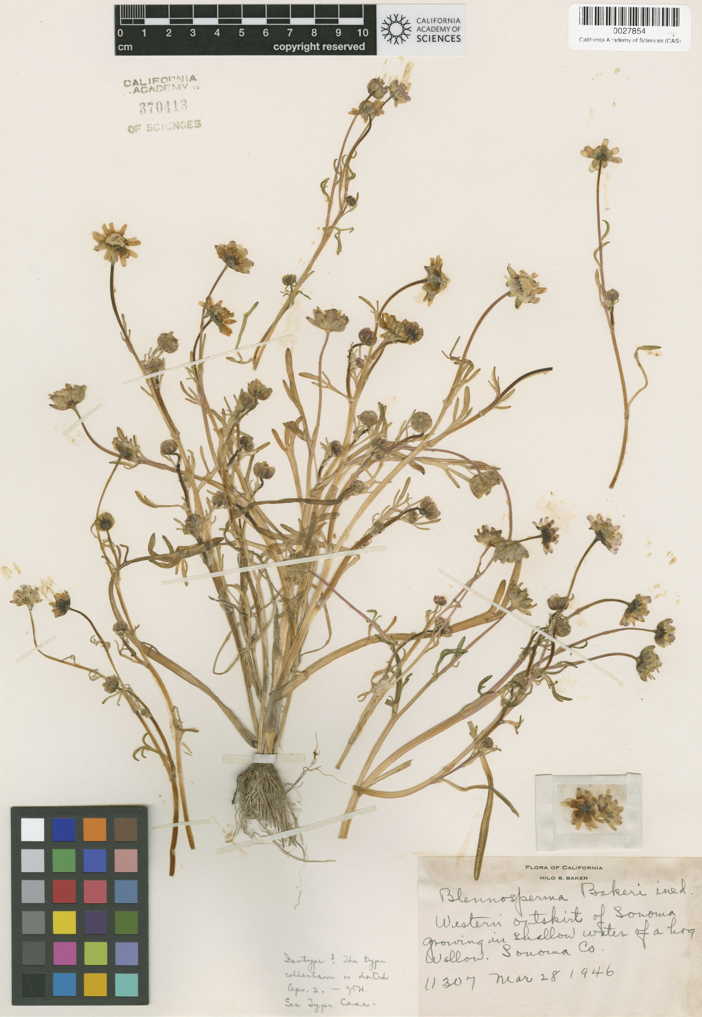 Blennosperma bakeri image