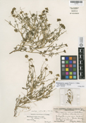 Blennosperma nanum var. robustum image