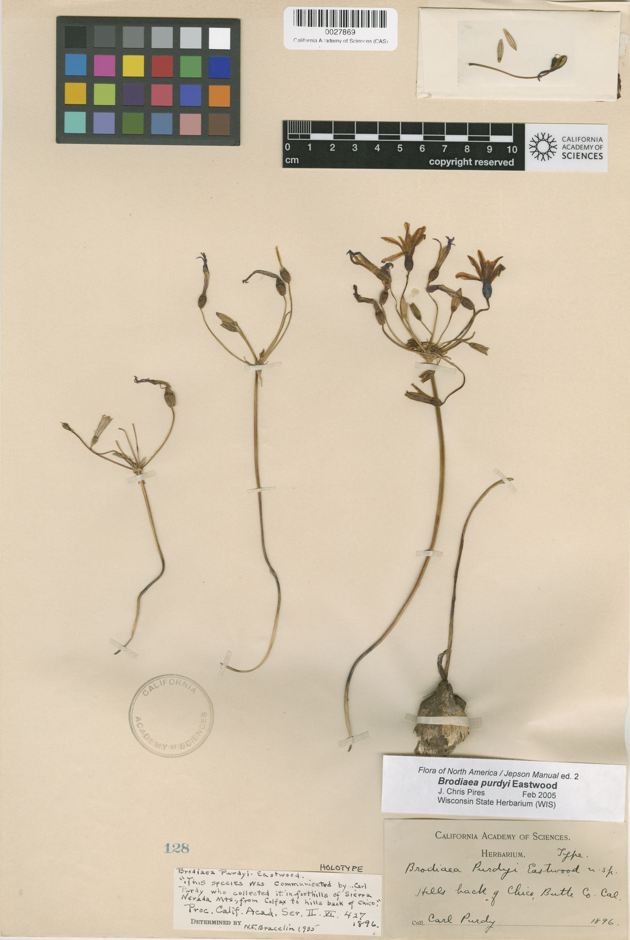 Brodiaea minor image