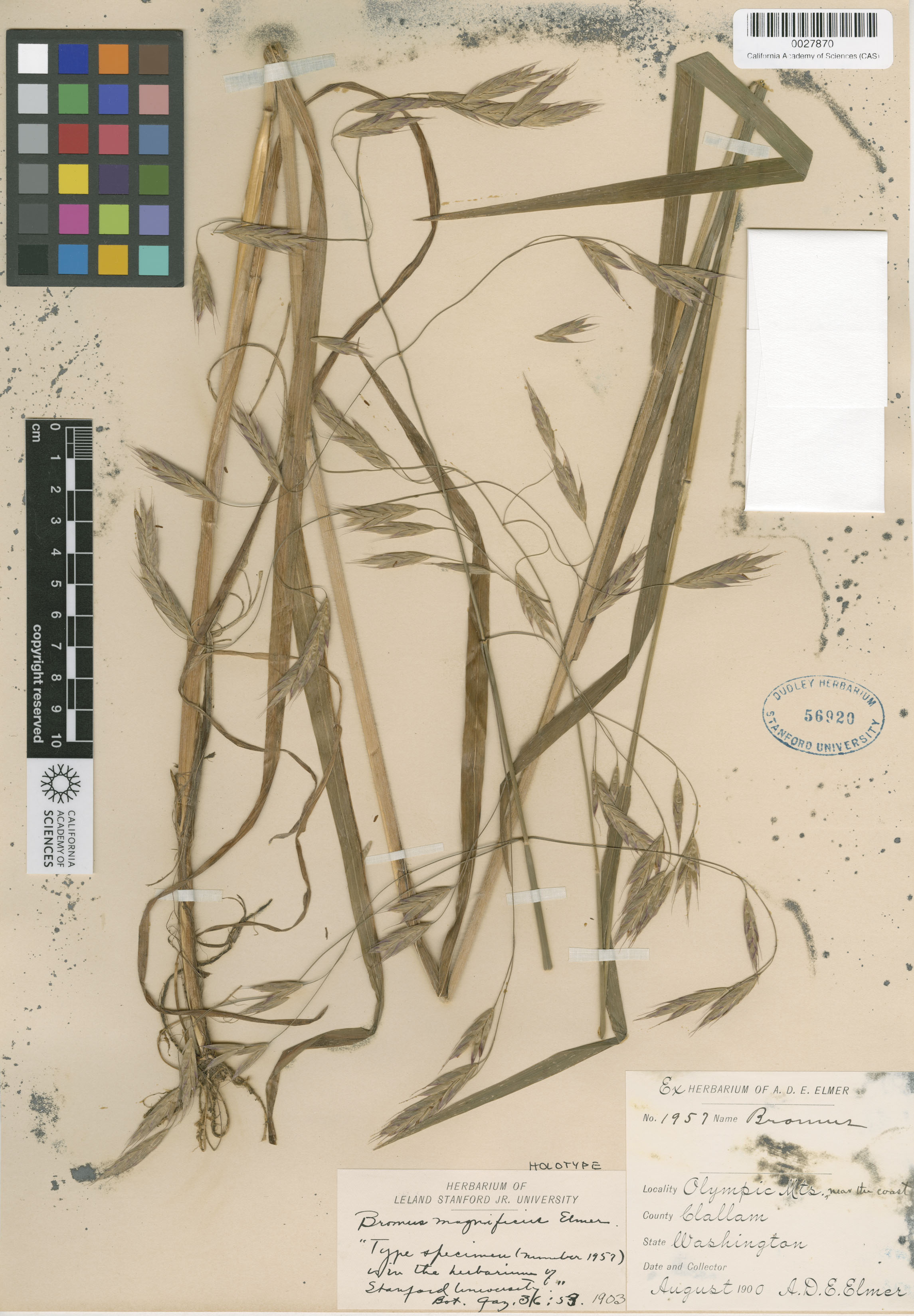 Bromus pacificus image