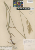Image of Bromus hallii