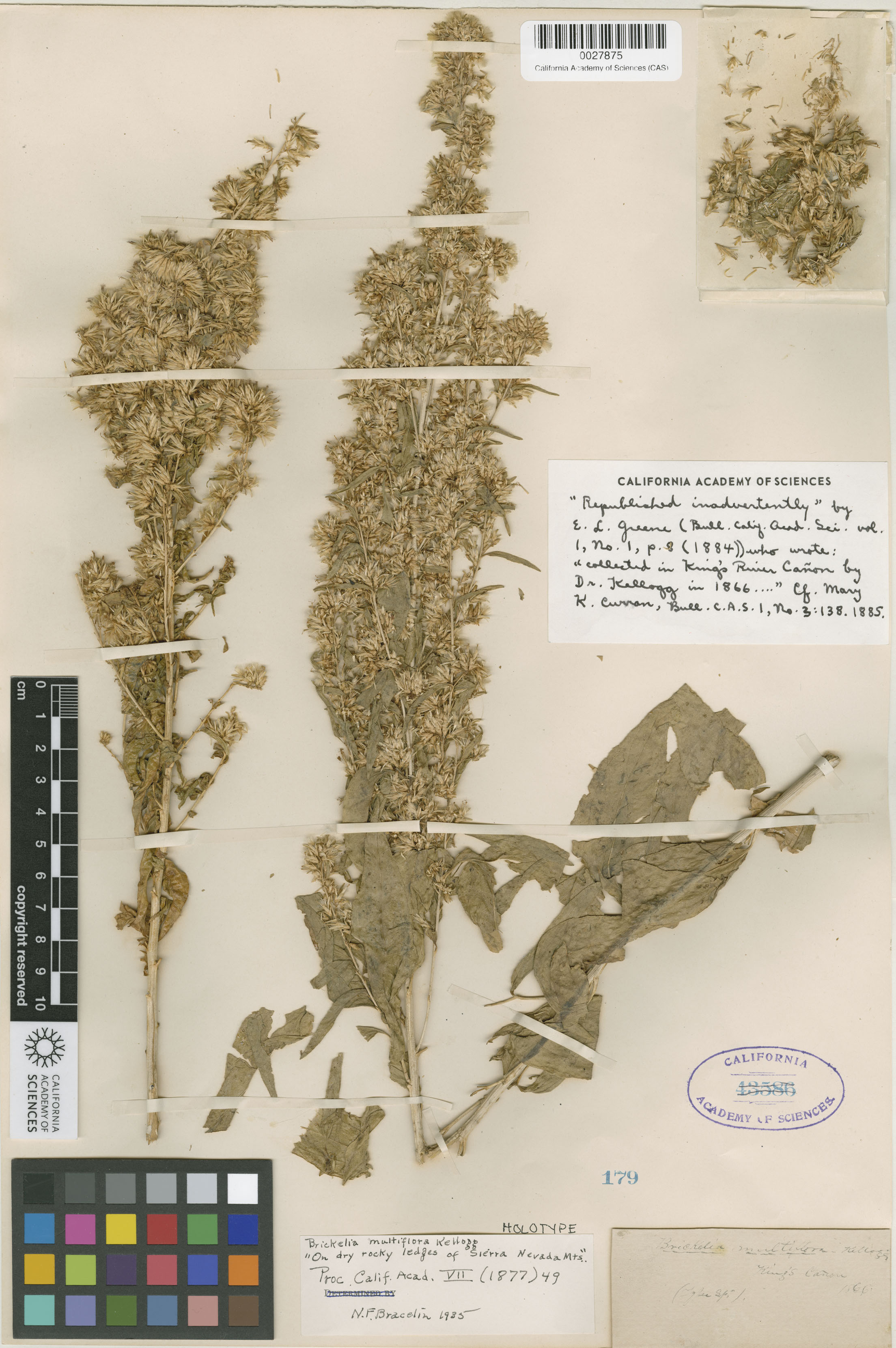 Brickellia longifolia image