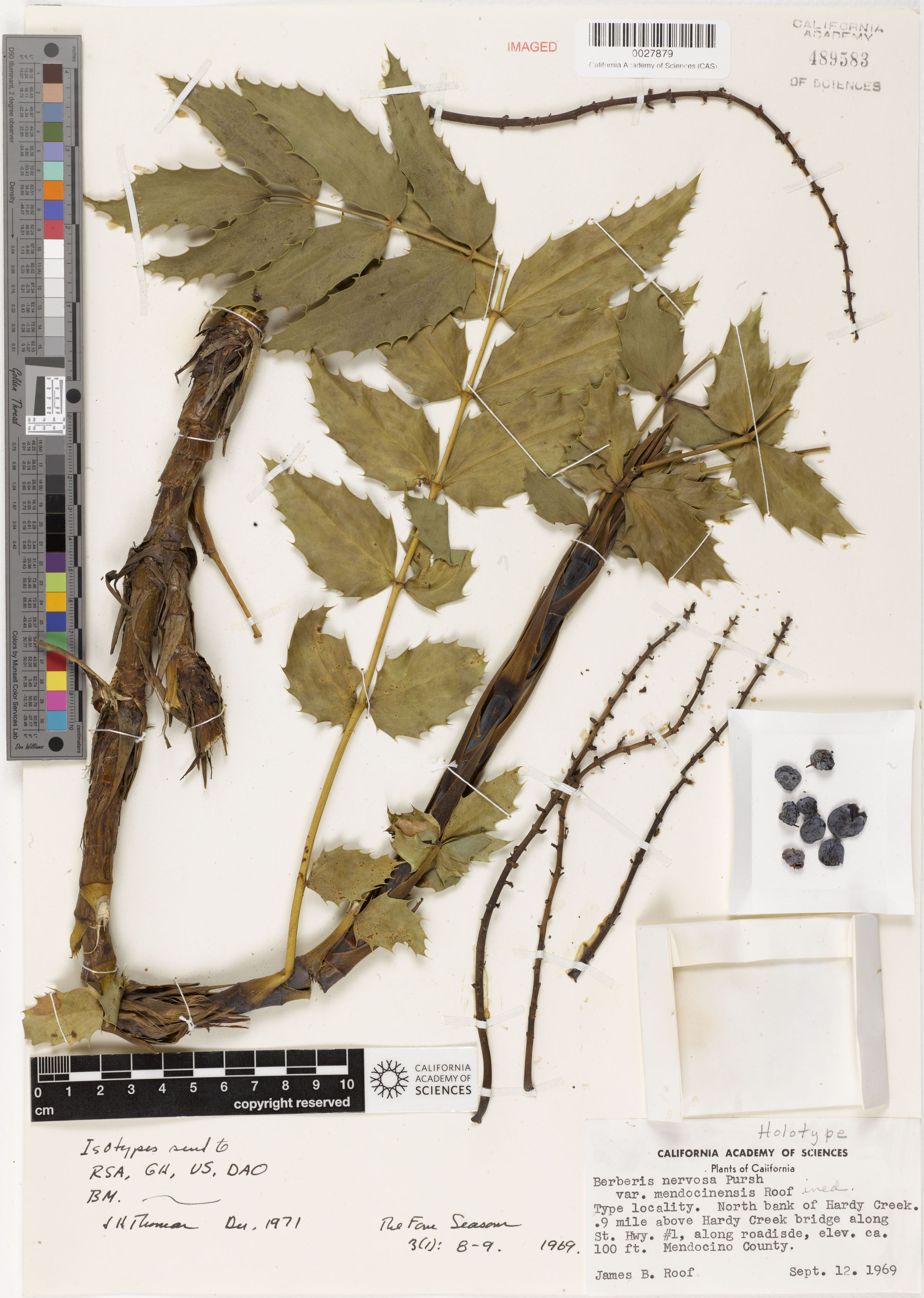 Berberis nervosa image