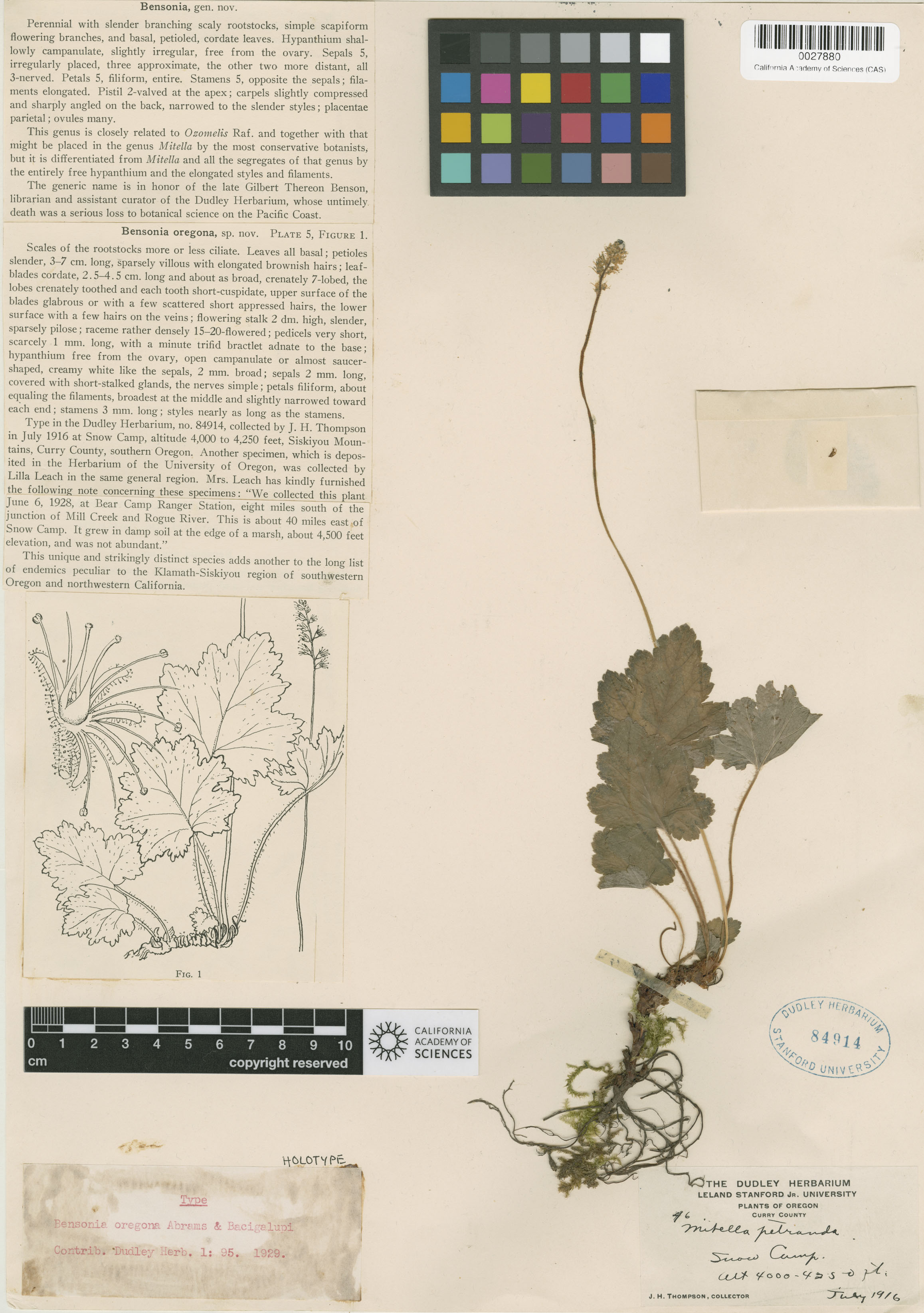 Bensoniella oregona image